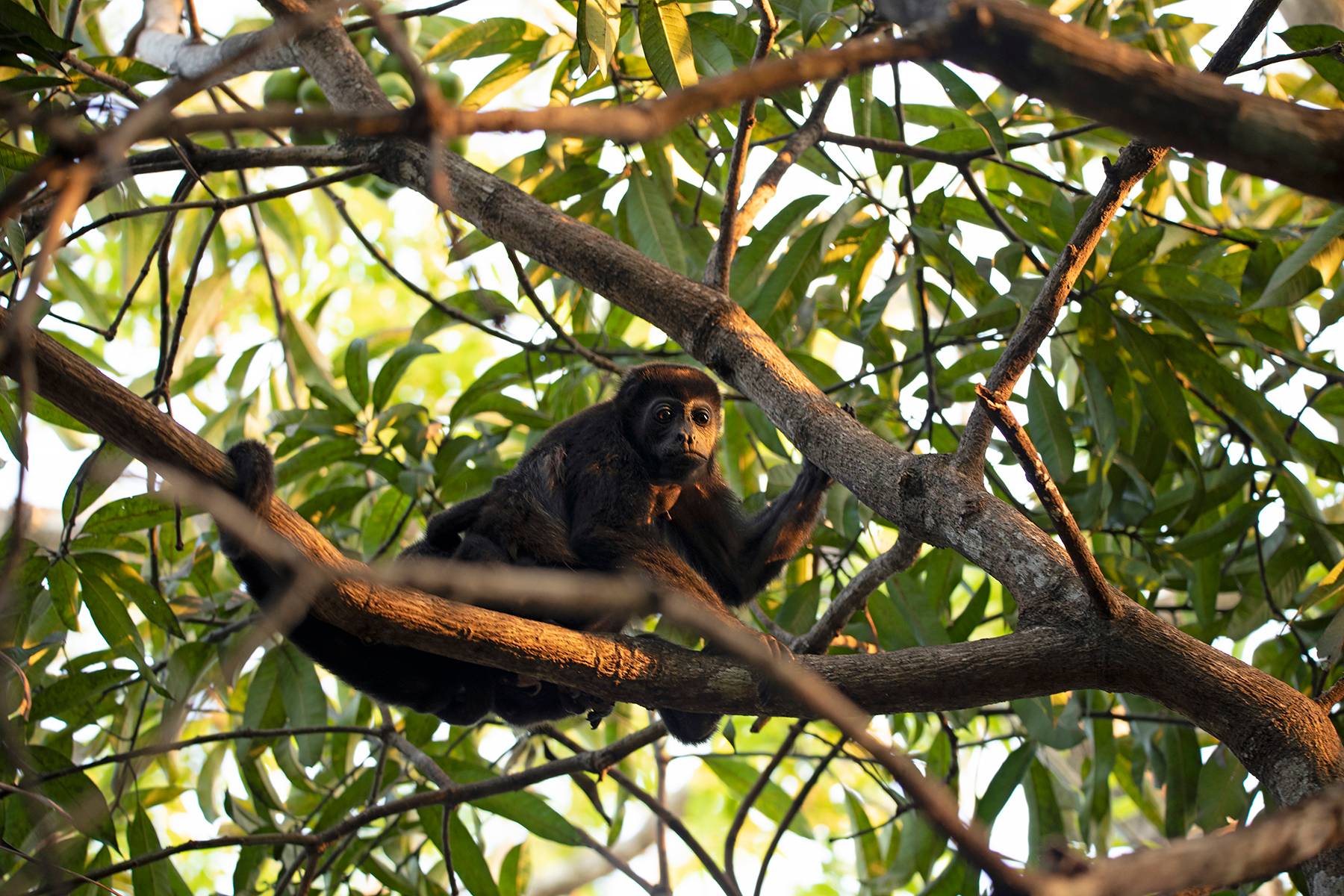 Howler Monkey, Costa Rica