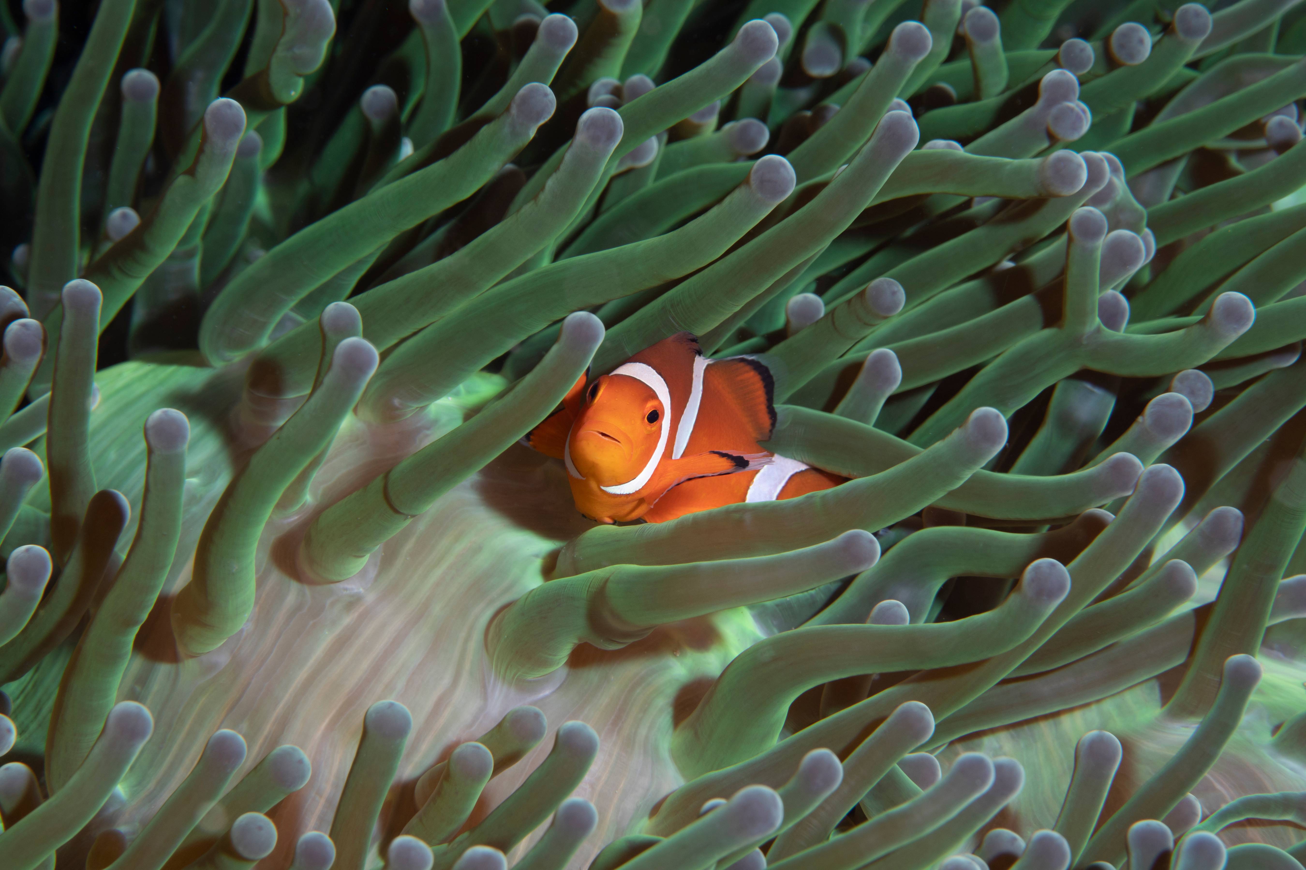 Clown Anemonefish, Puerta Galera, Phillipines