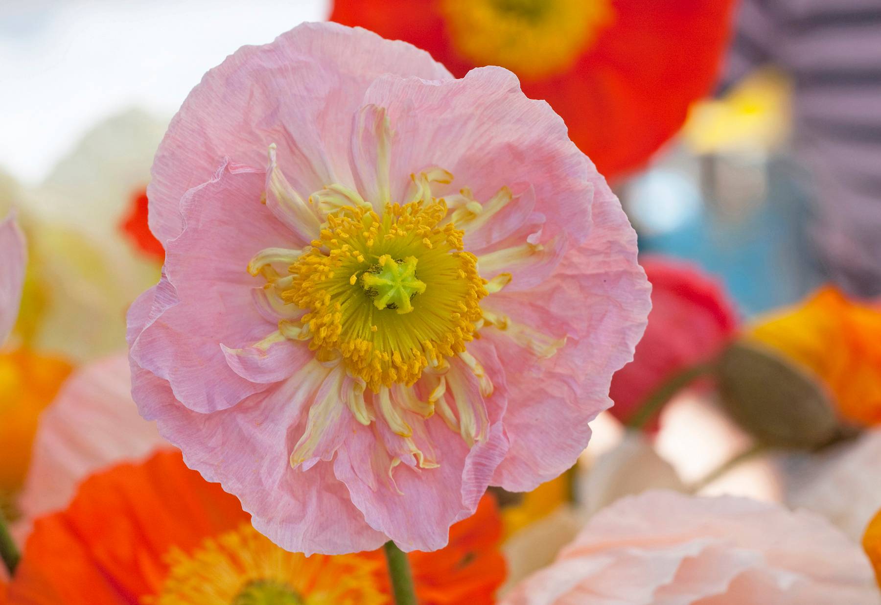 Icelandic Poppy