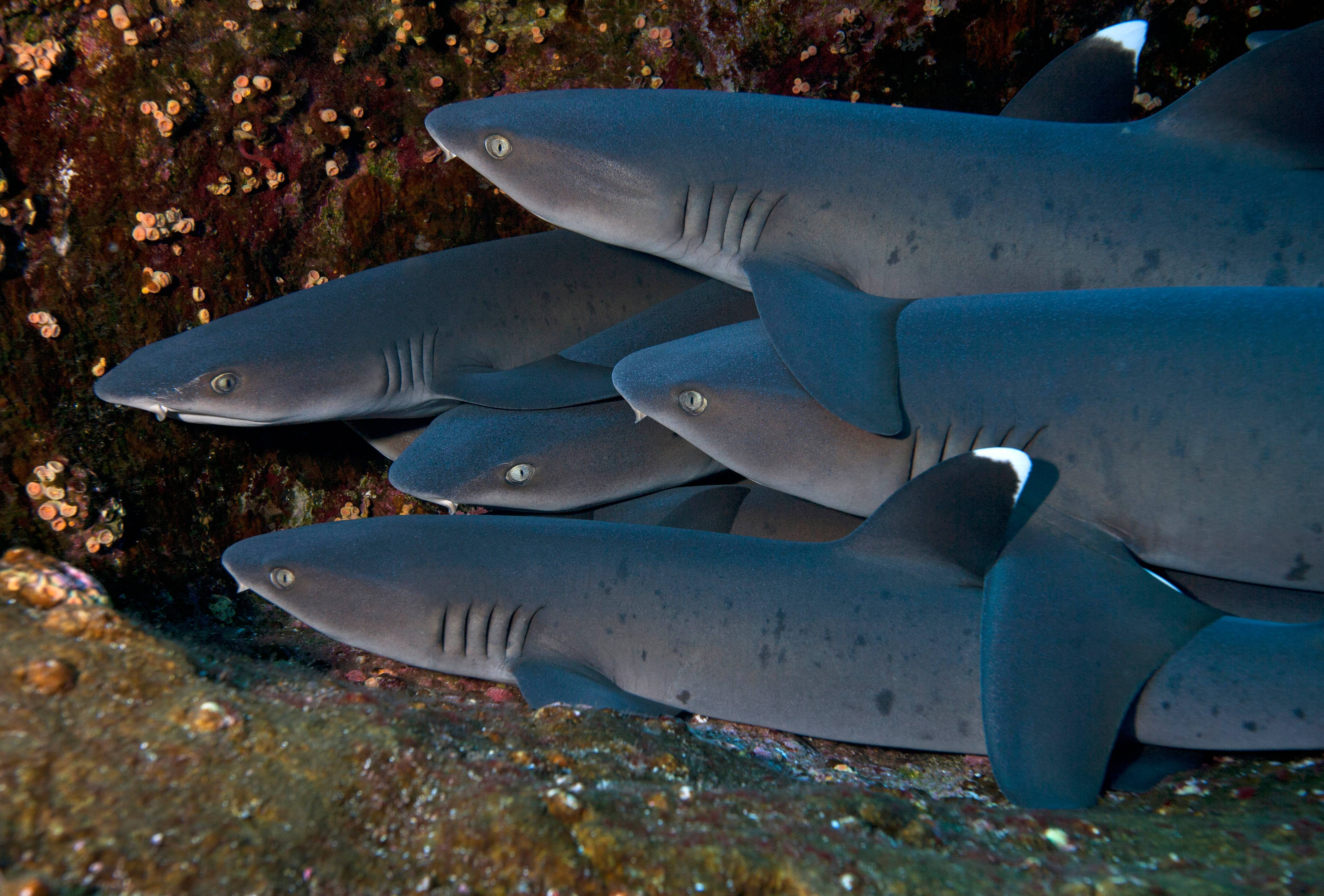 White Tip Sharks, Roca Partida, Mexico