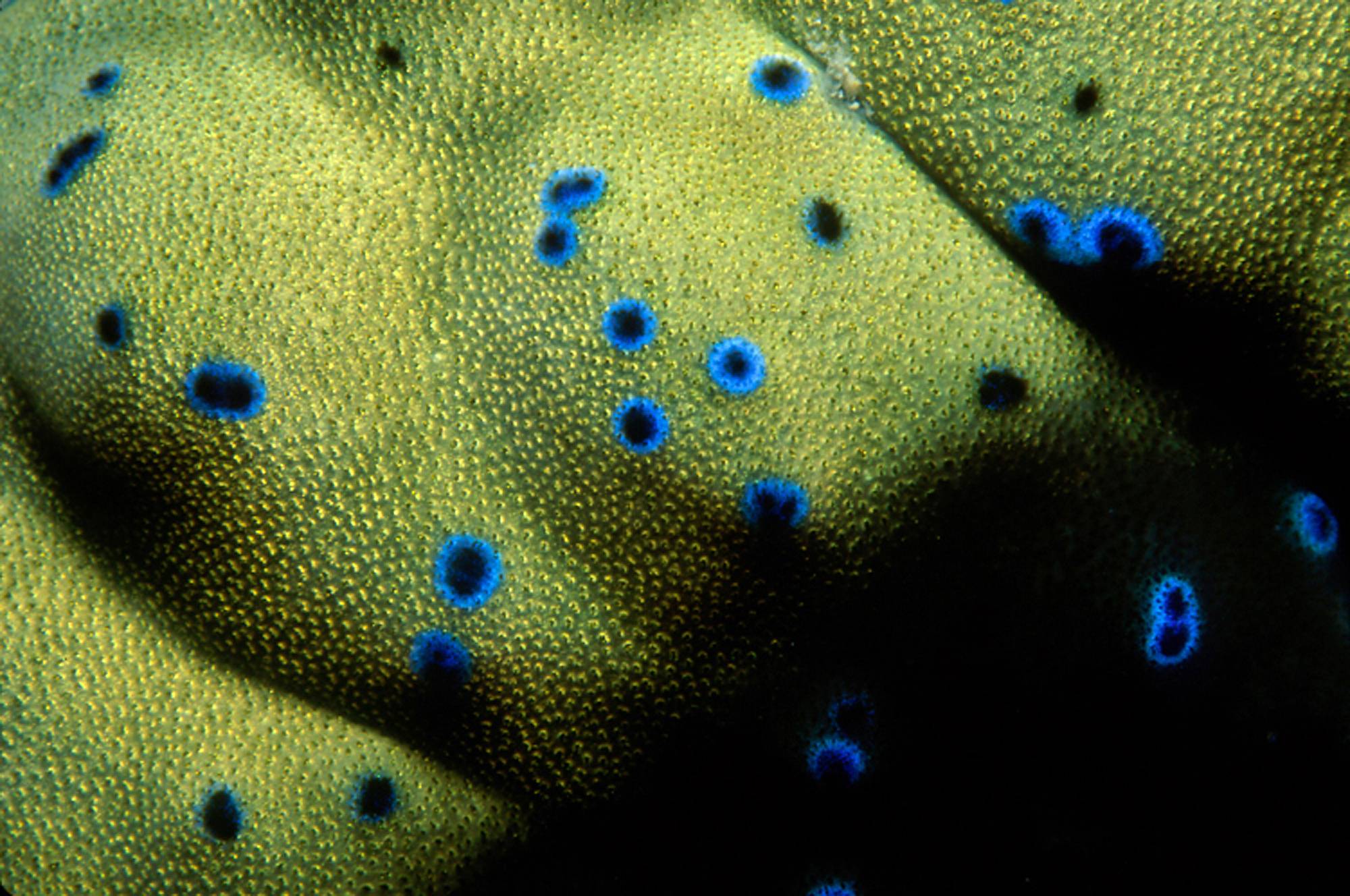Clam Mantle Closeup,  Papua New Guinea