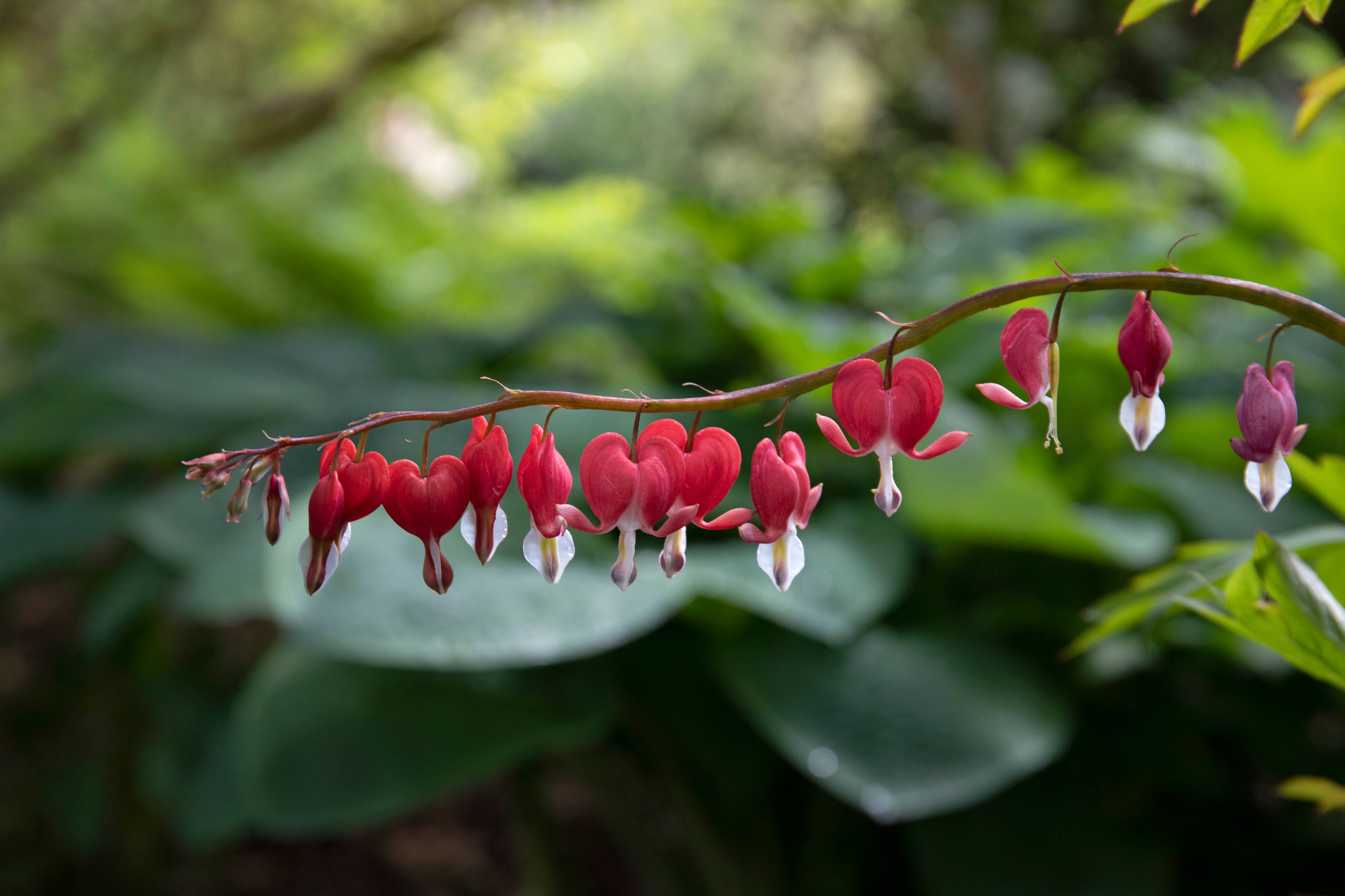 Bleeding Hearts in Glade