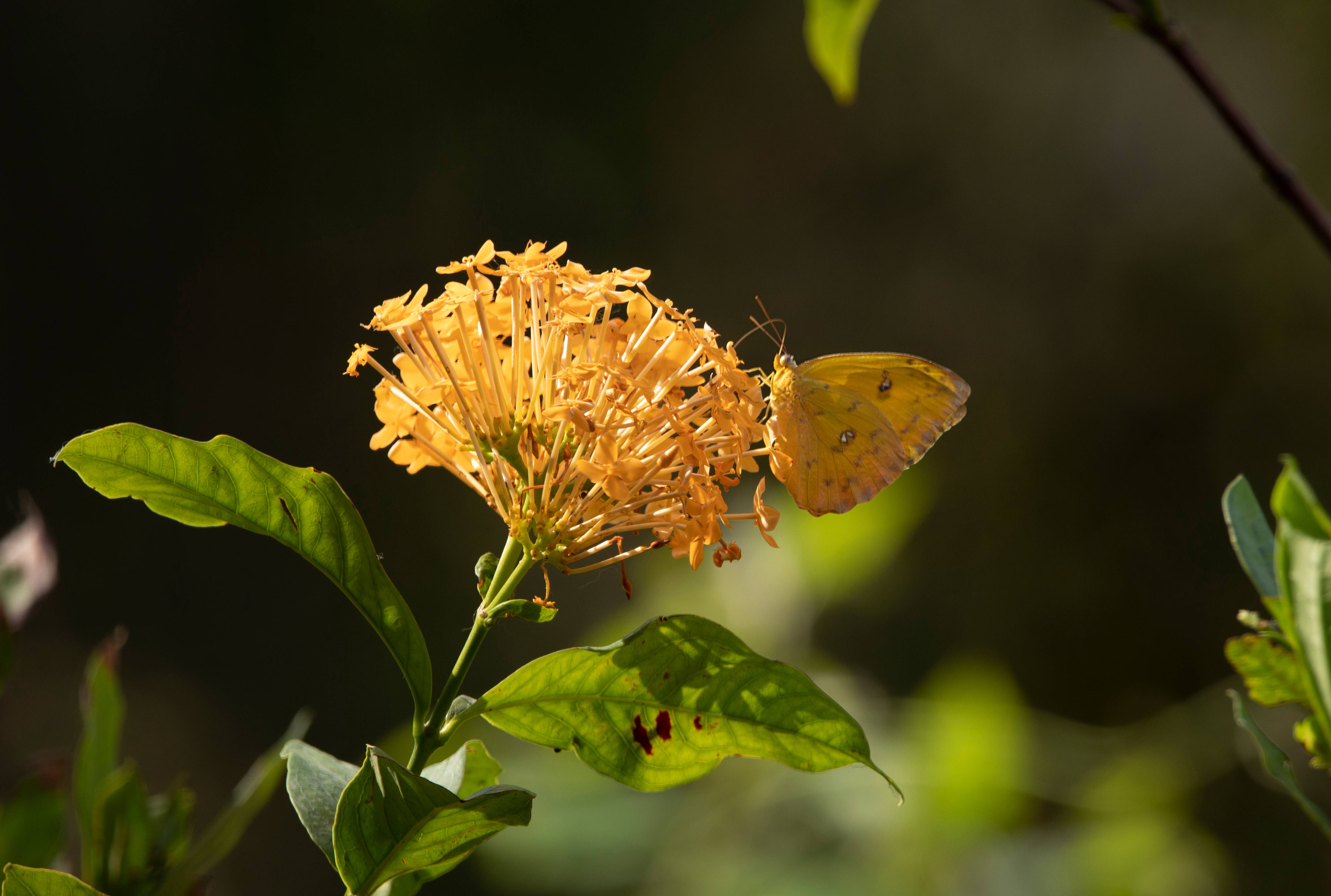 Butterfly Color Matched to Flower, Costa Rica