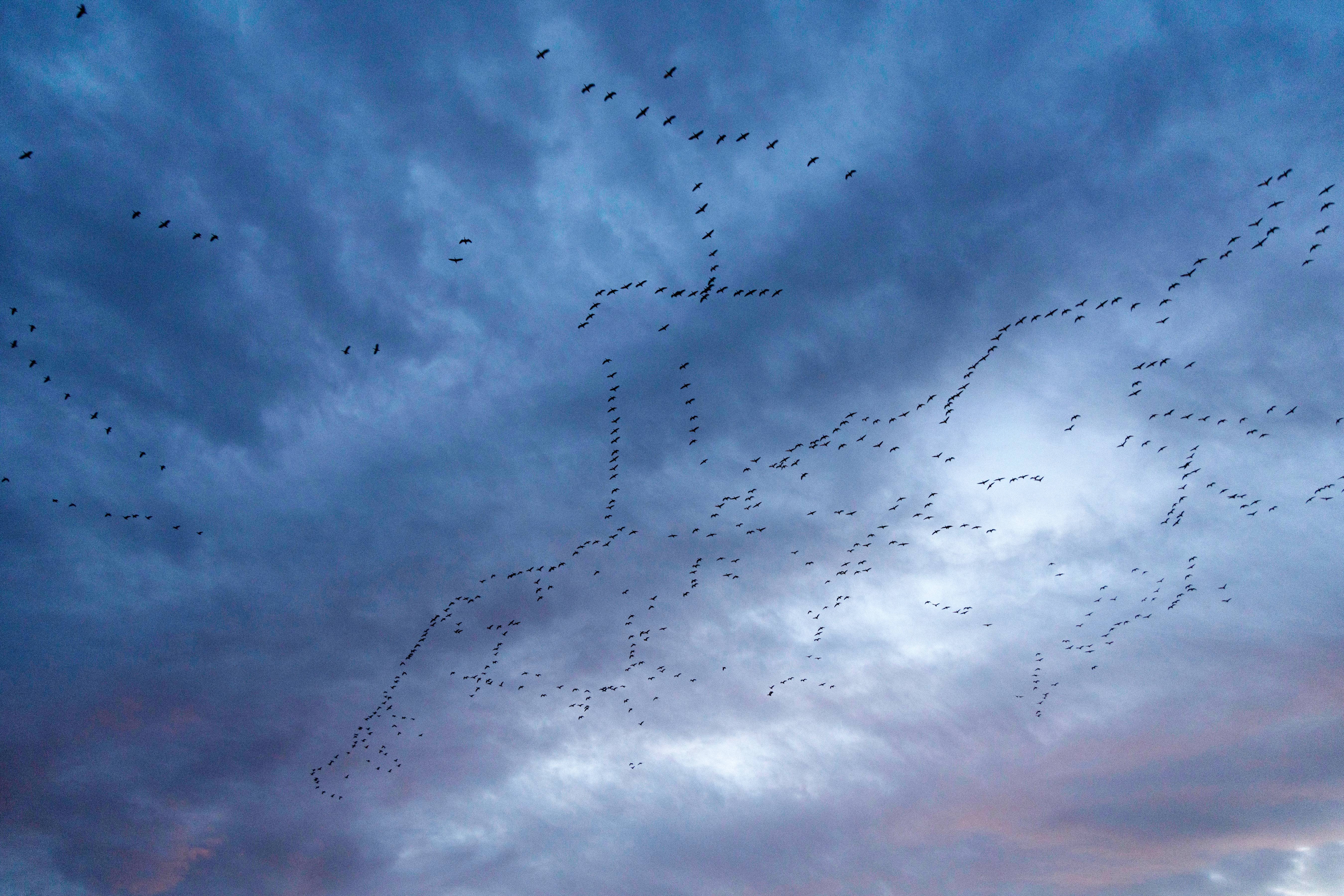  Sky With Snow Geese