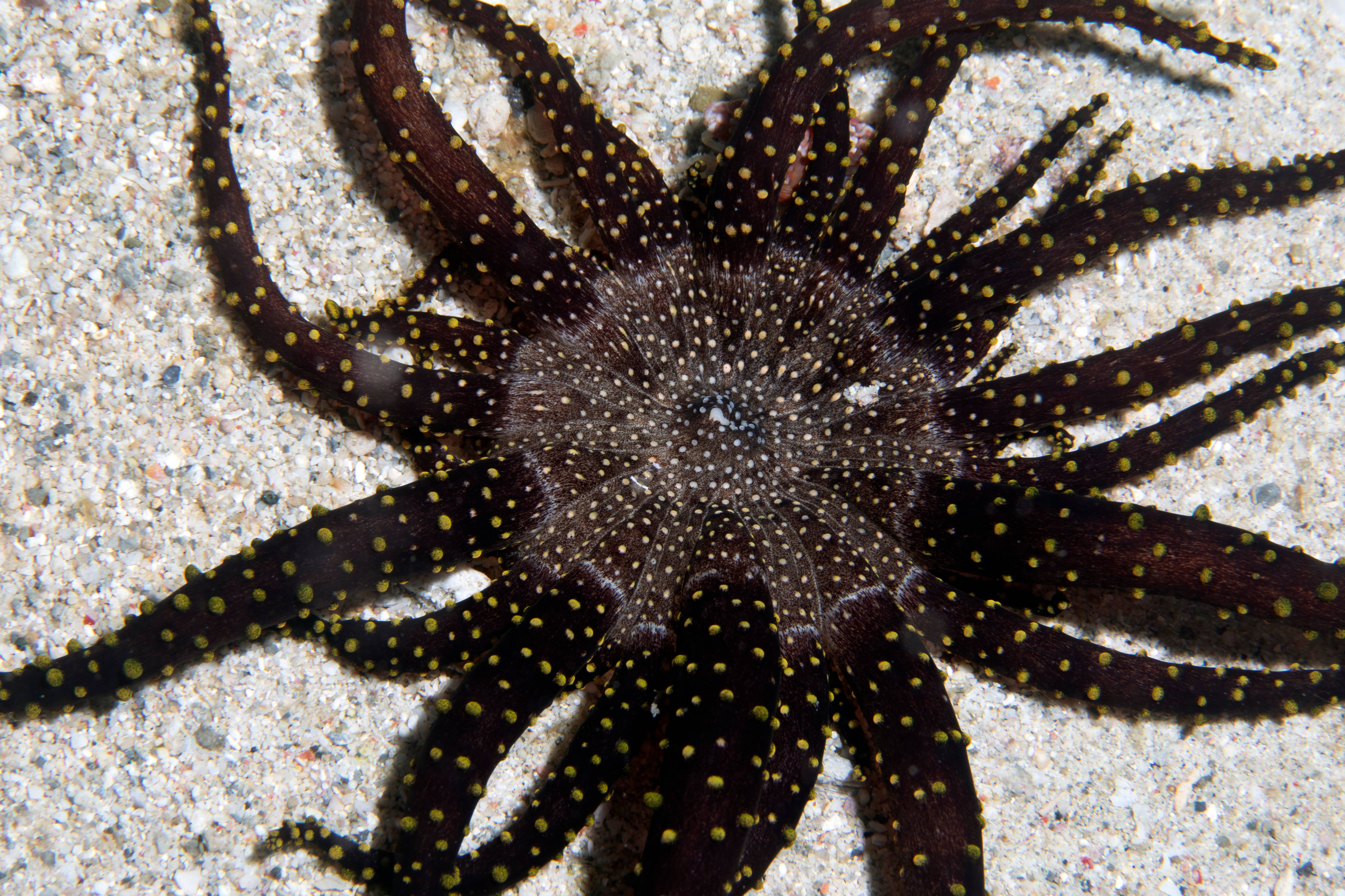 A Wild Anemone in Sand, Puerta Galera, Phillipines