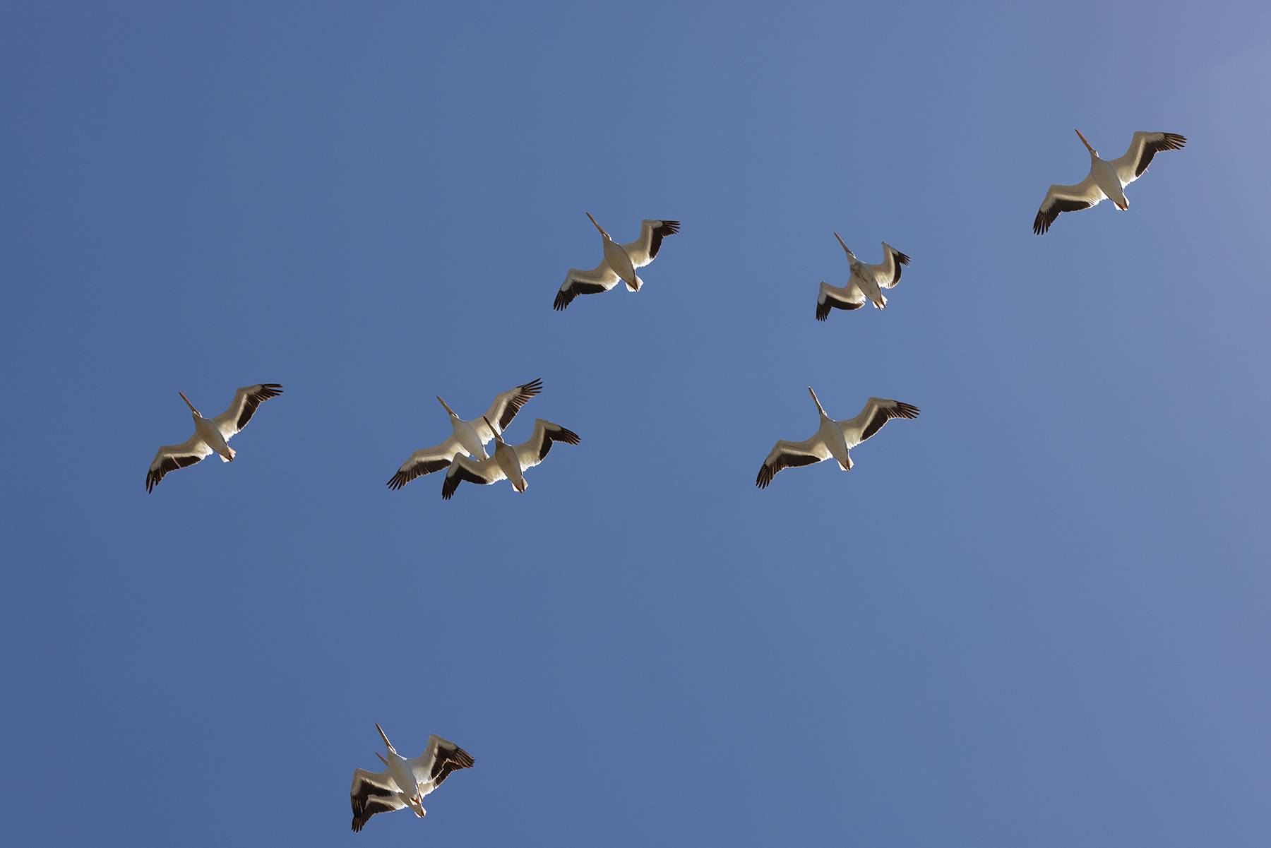 Pelican Grandeur