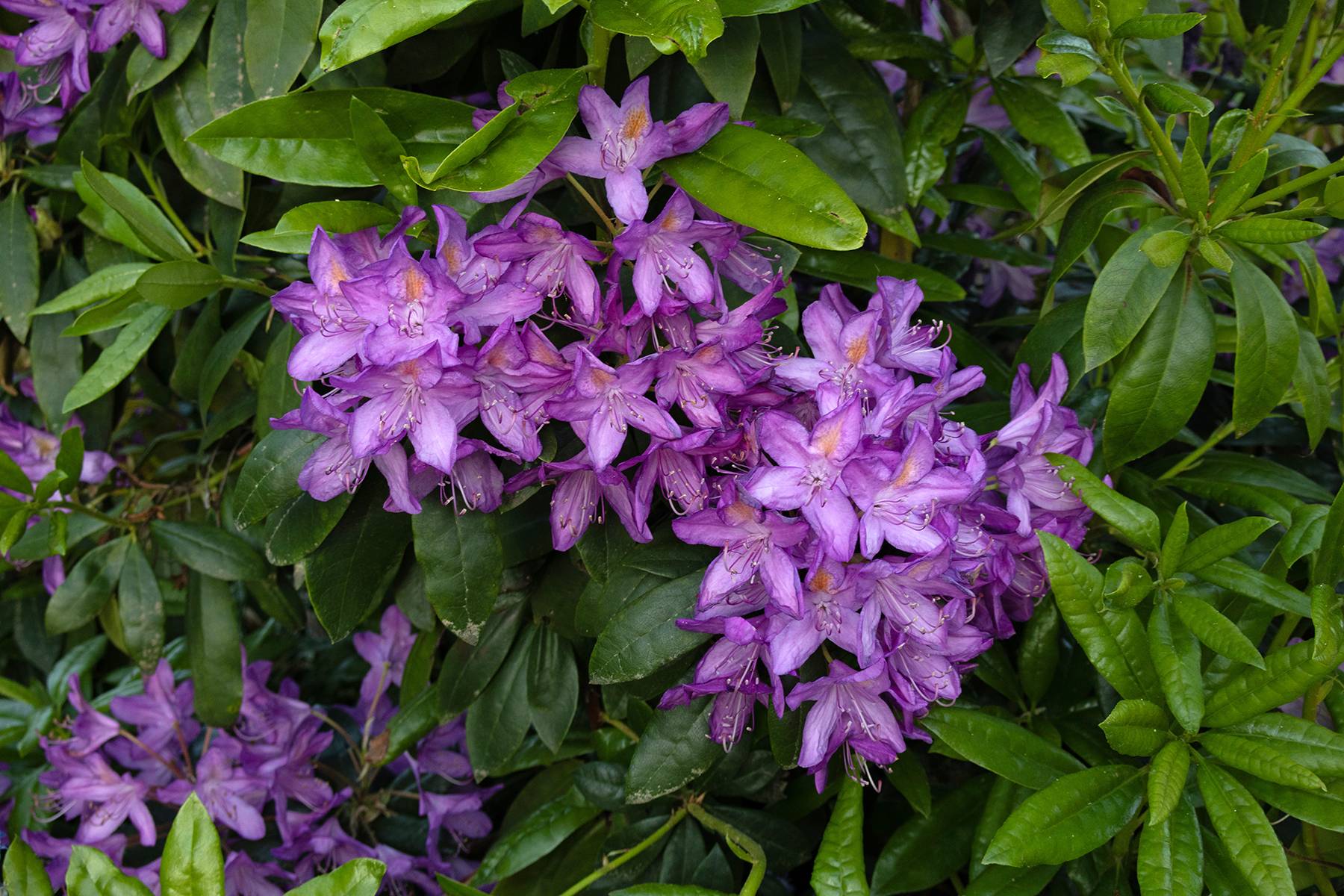 Rhododendrons, Oregon