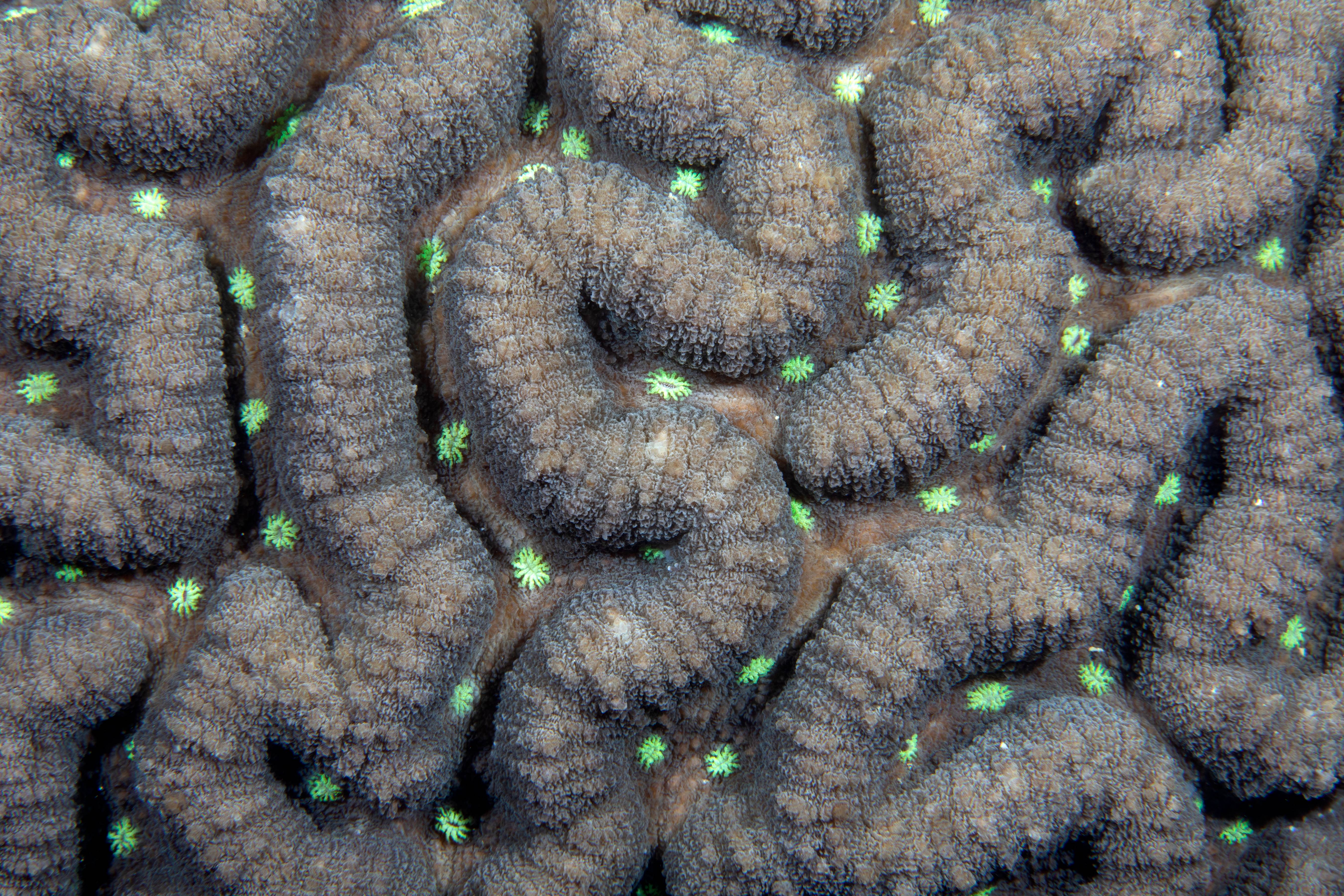 Coral Lobes and Polyps, Puerta Galera, Phillipines