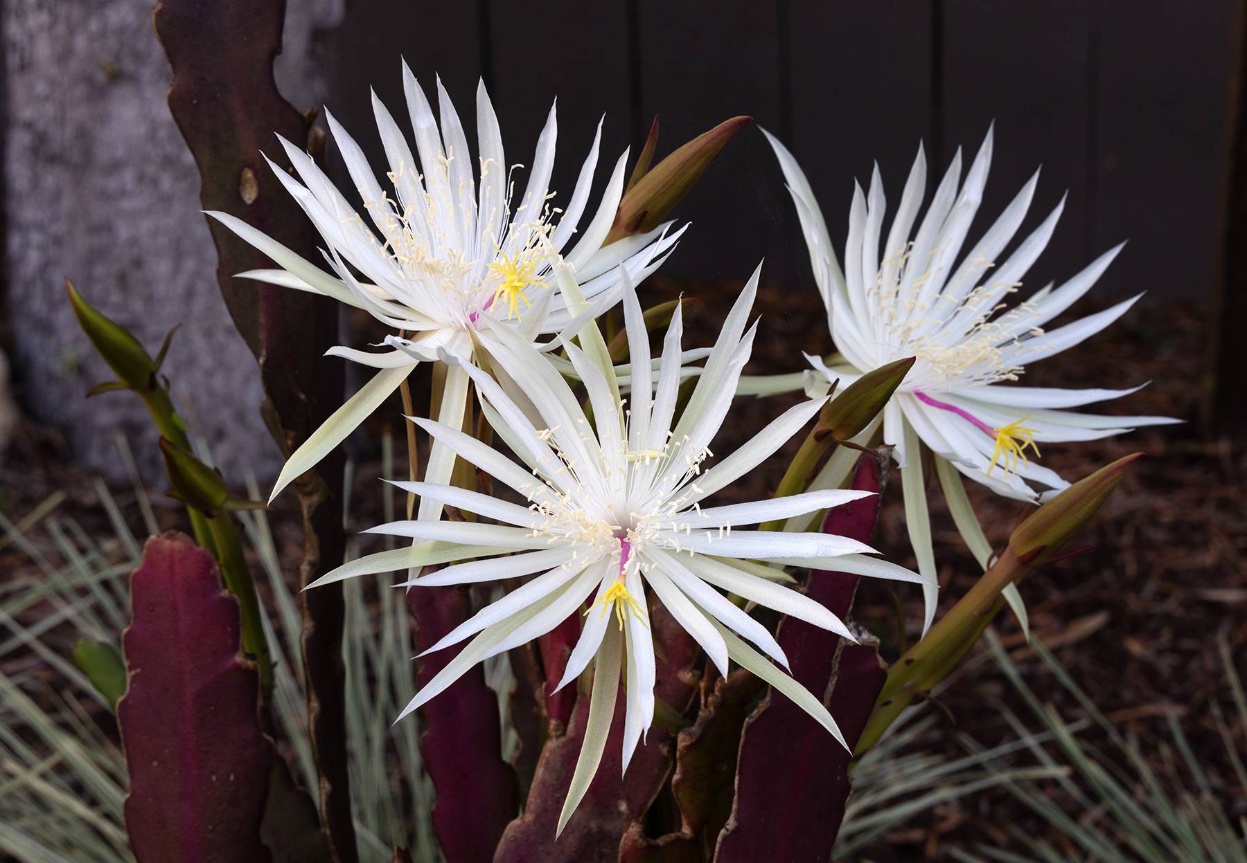 Cereus 