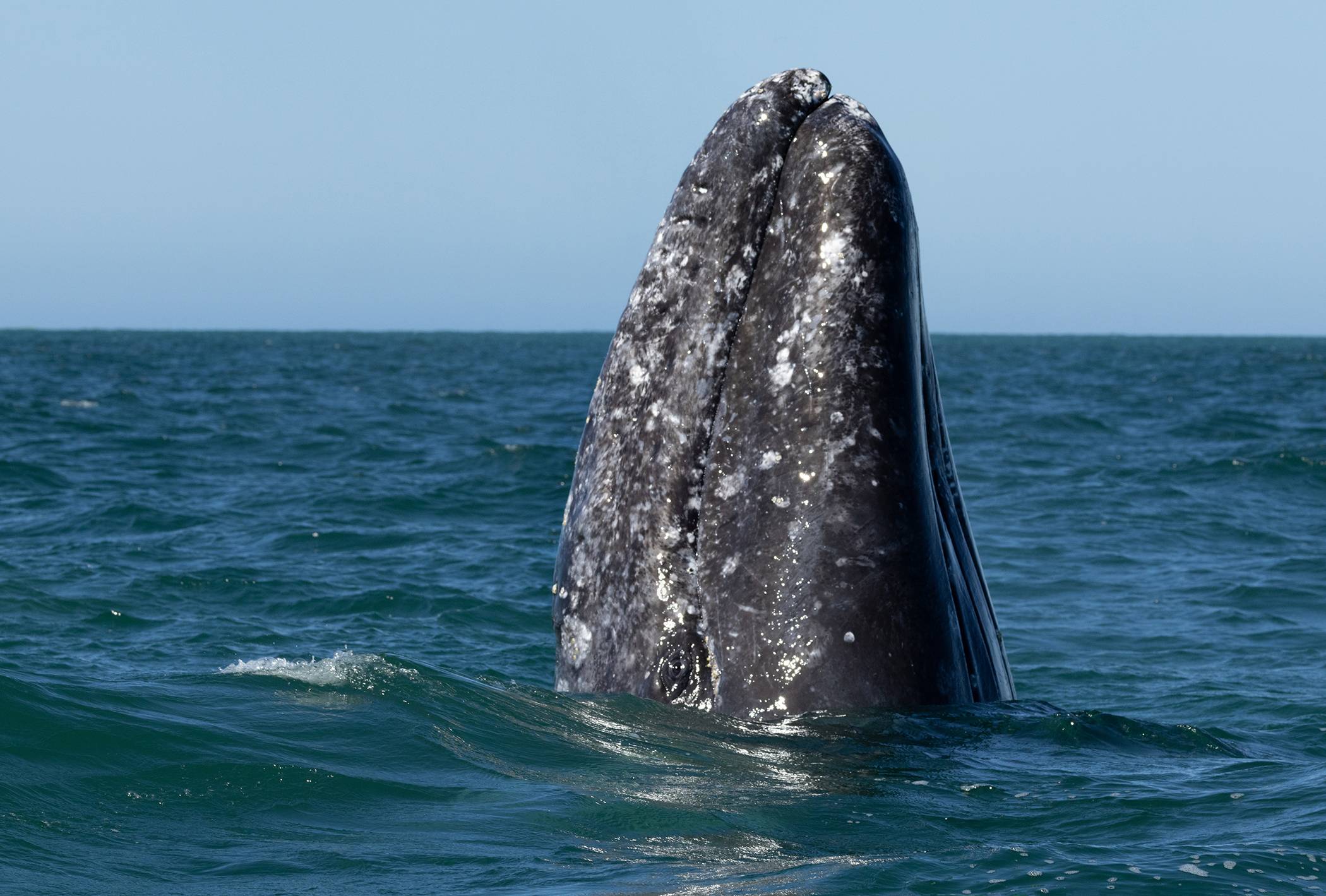 Gray Whale Spy Hop, San Ignacio Lagoon, Mexico