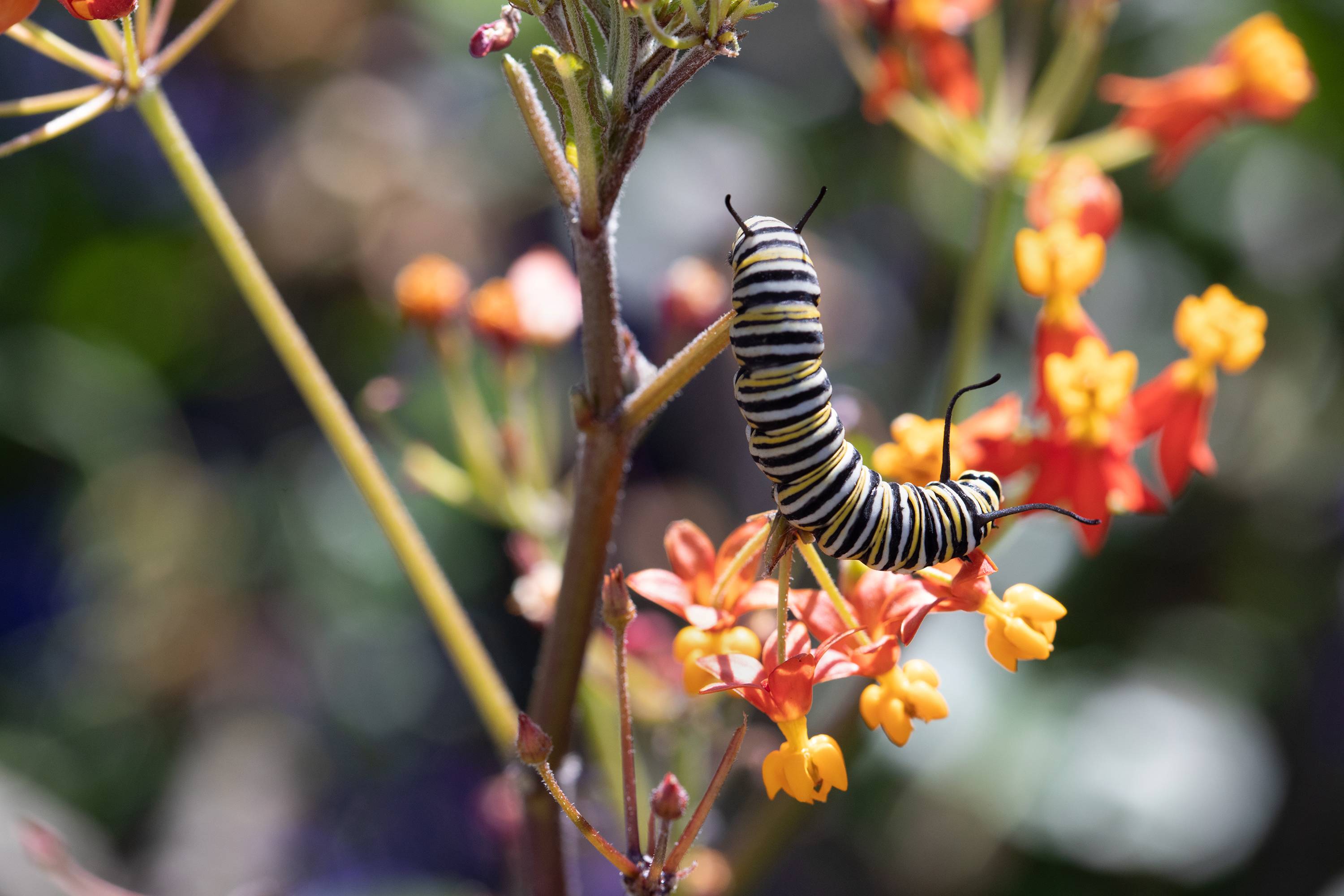 Monarch Caterpillar On Milkweed