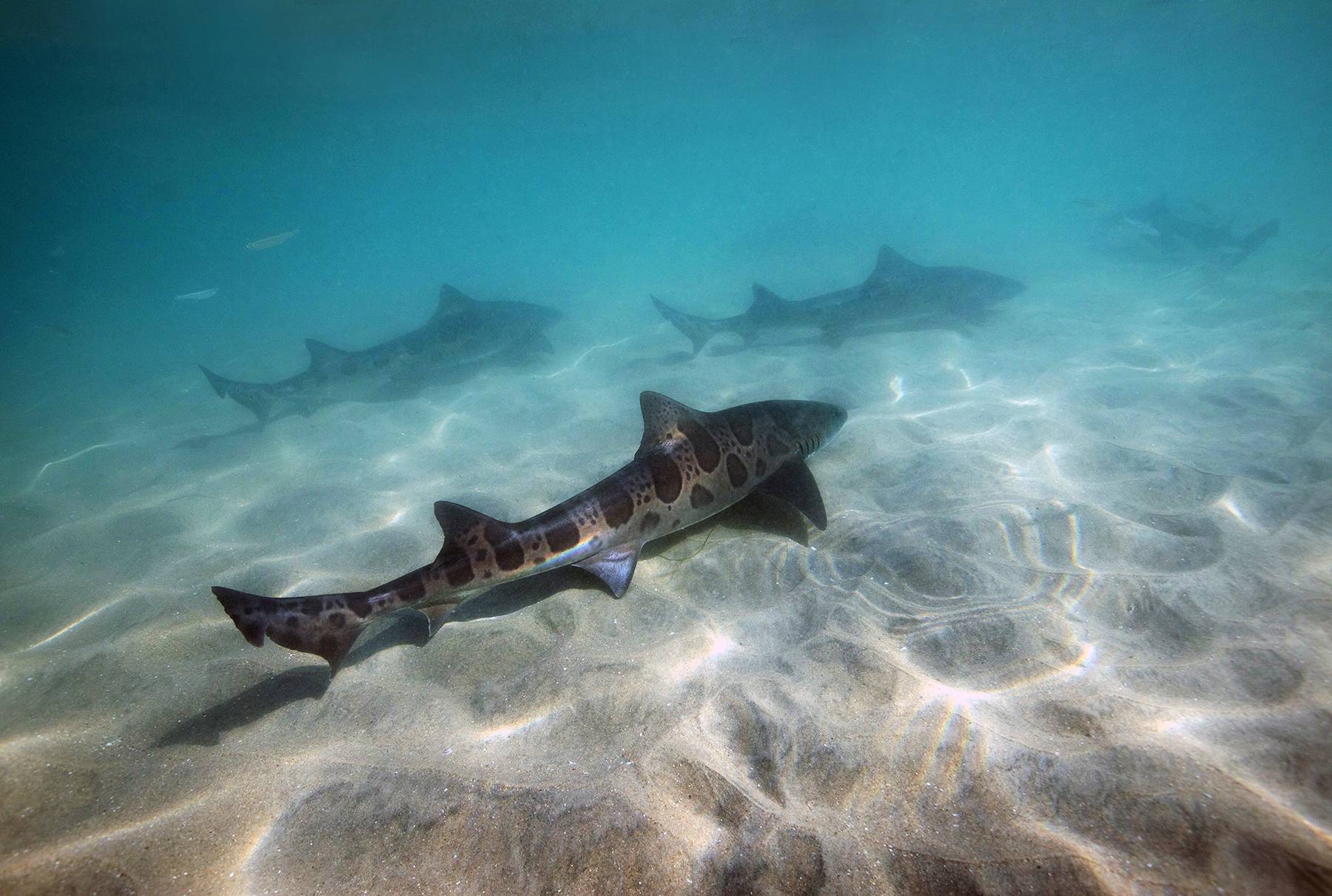 Leopard Sharks, La Jolla, California