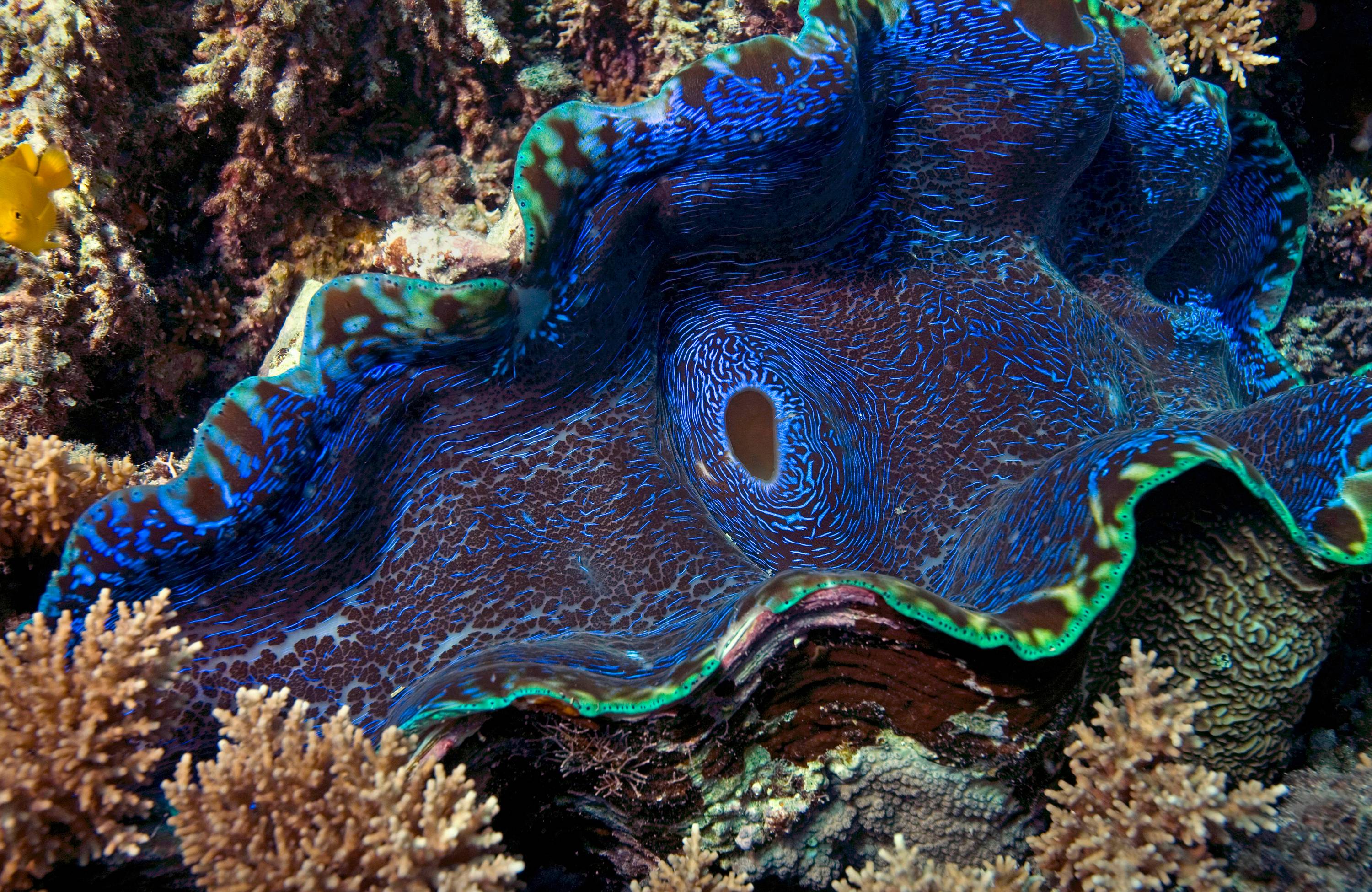 Giant Clam Mantle