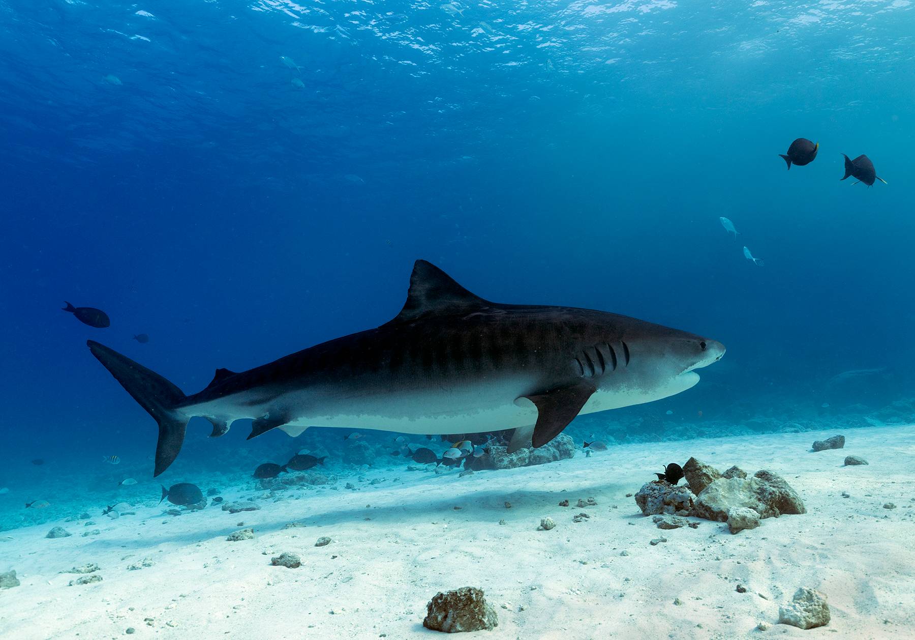 Big Tiger Shark, Maldives