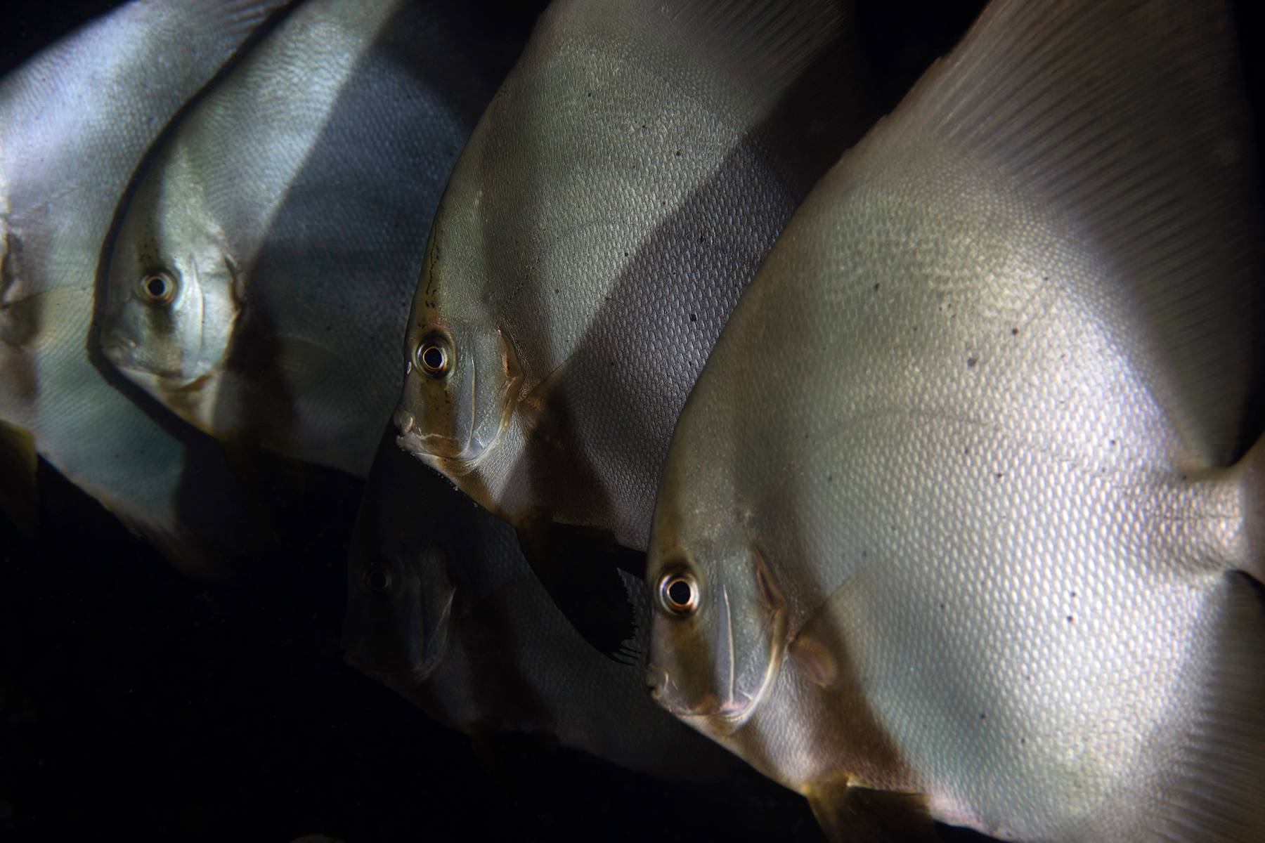 Batfish Quartet