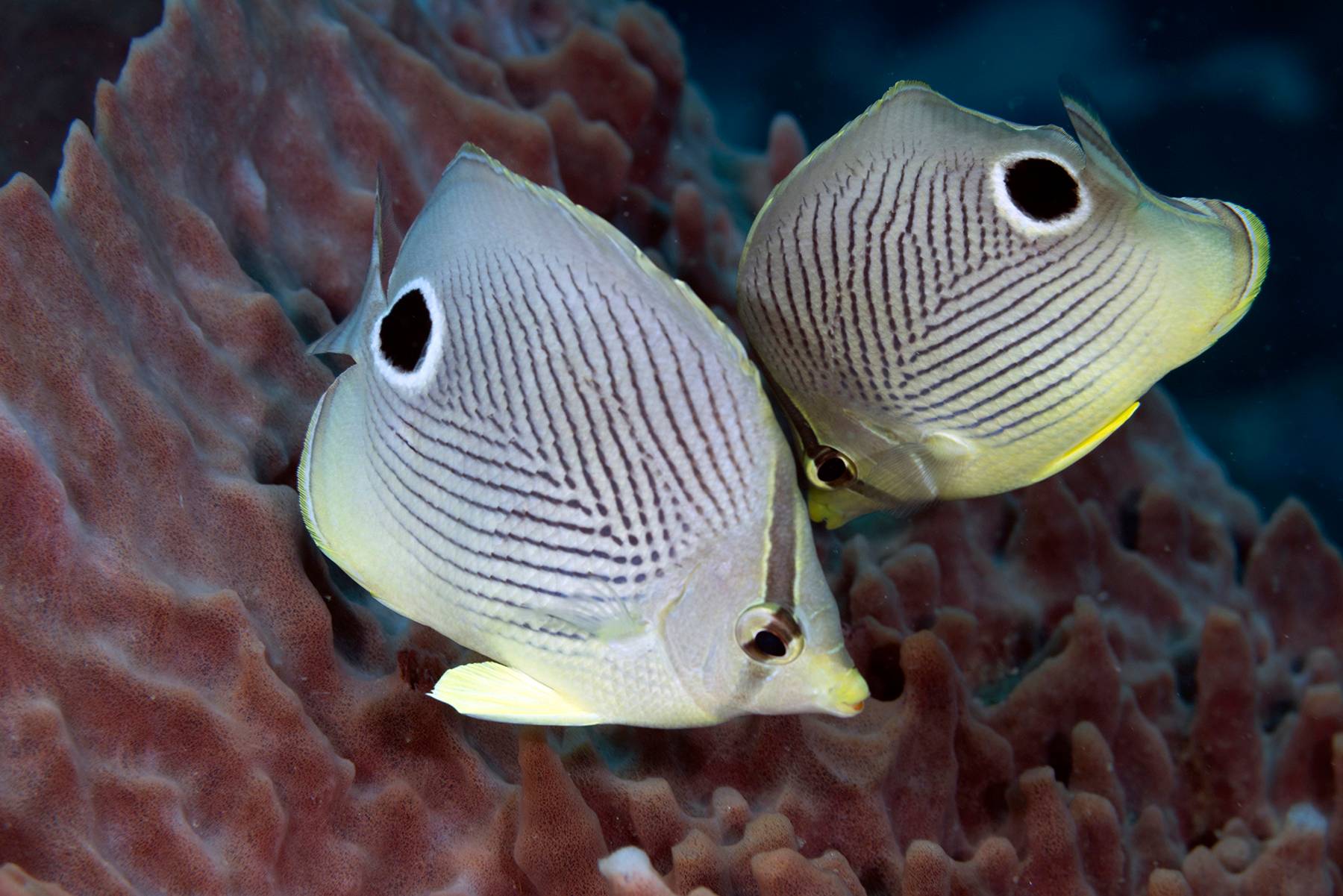 Butterflyfish, Dominica