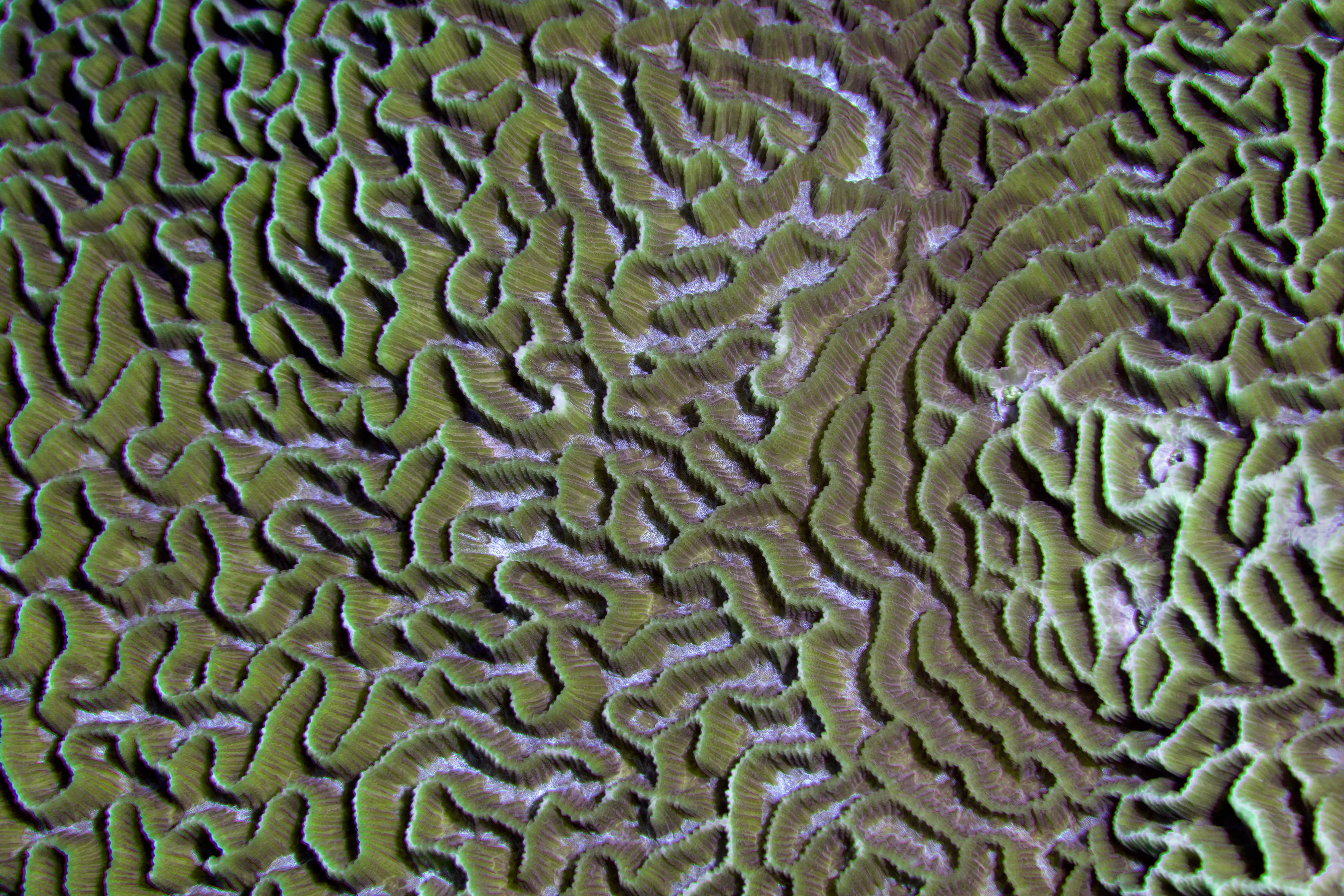 Coral Detail, Puerta Galera, Phillipines