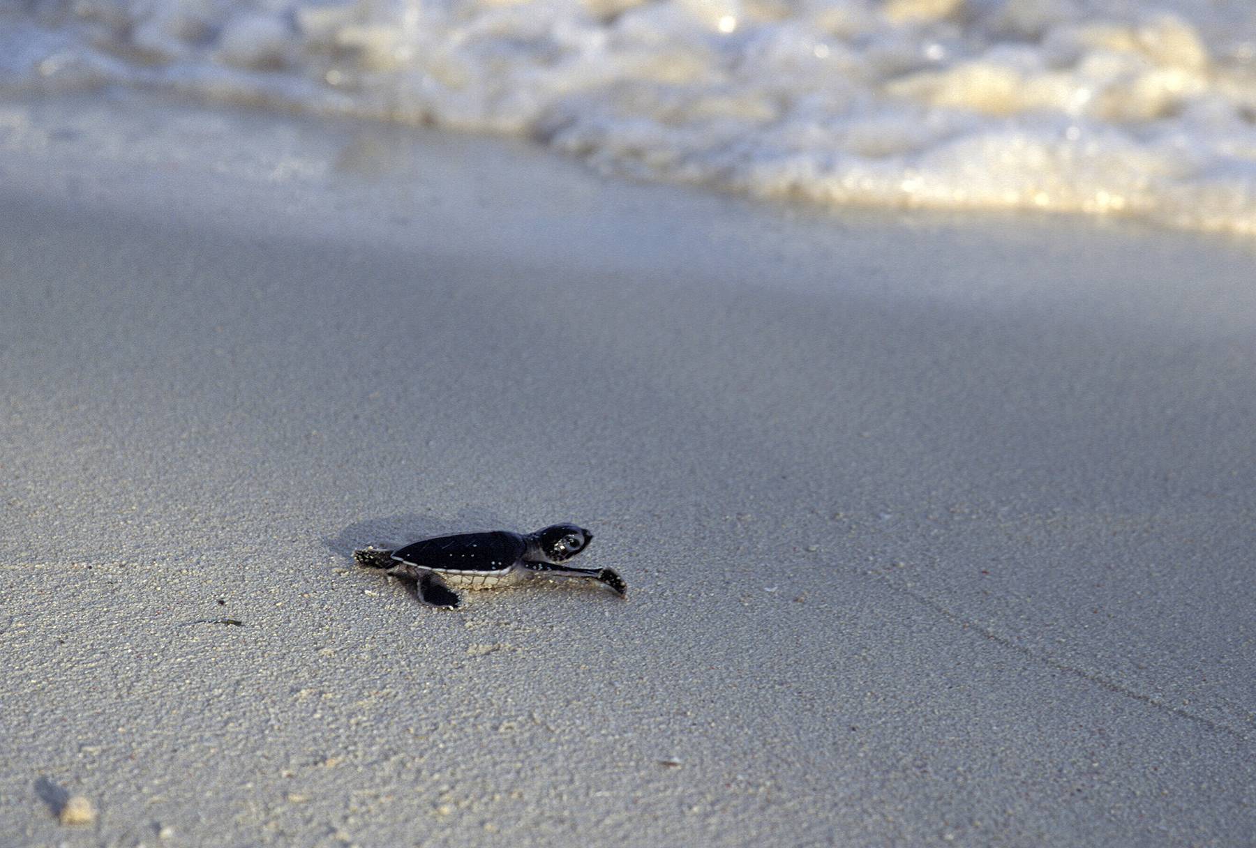 Sea Turtle Hatchling on sand