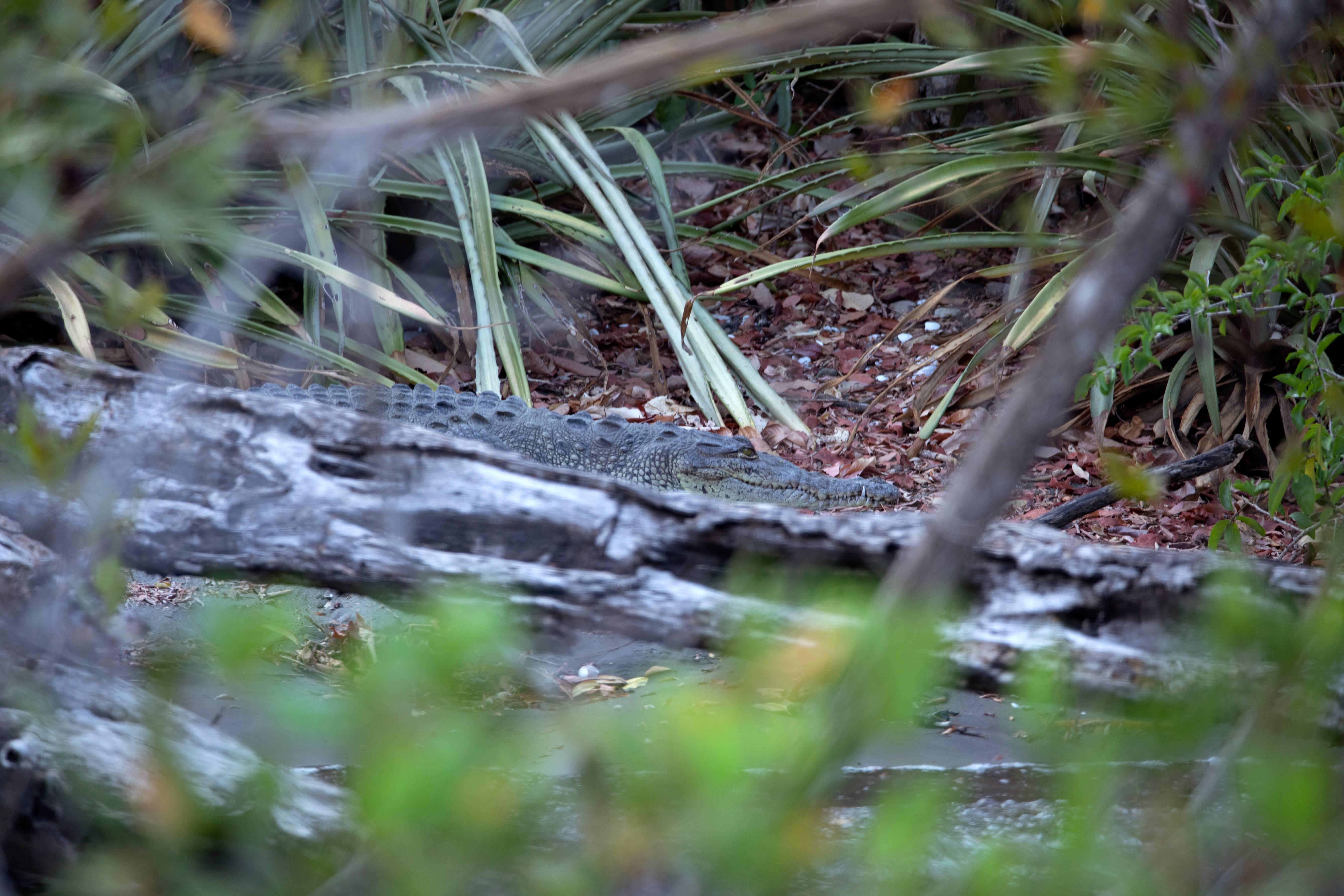 Crocodile by log, Costa Rica