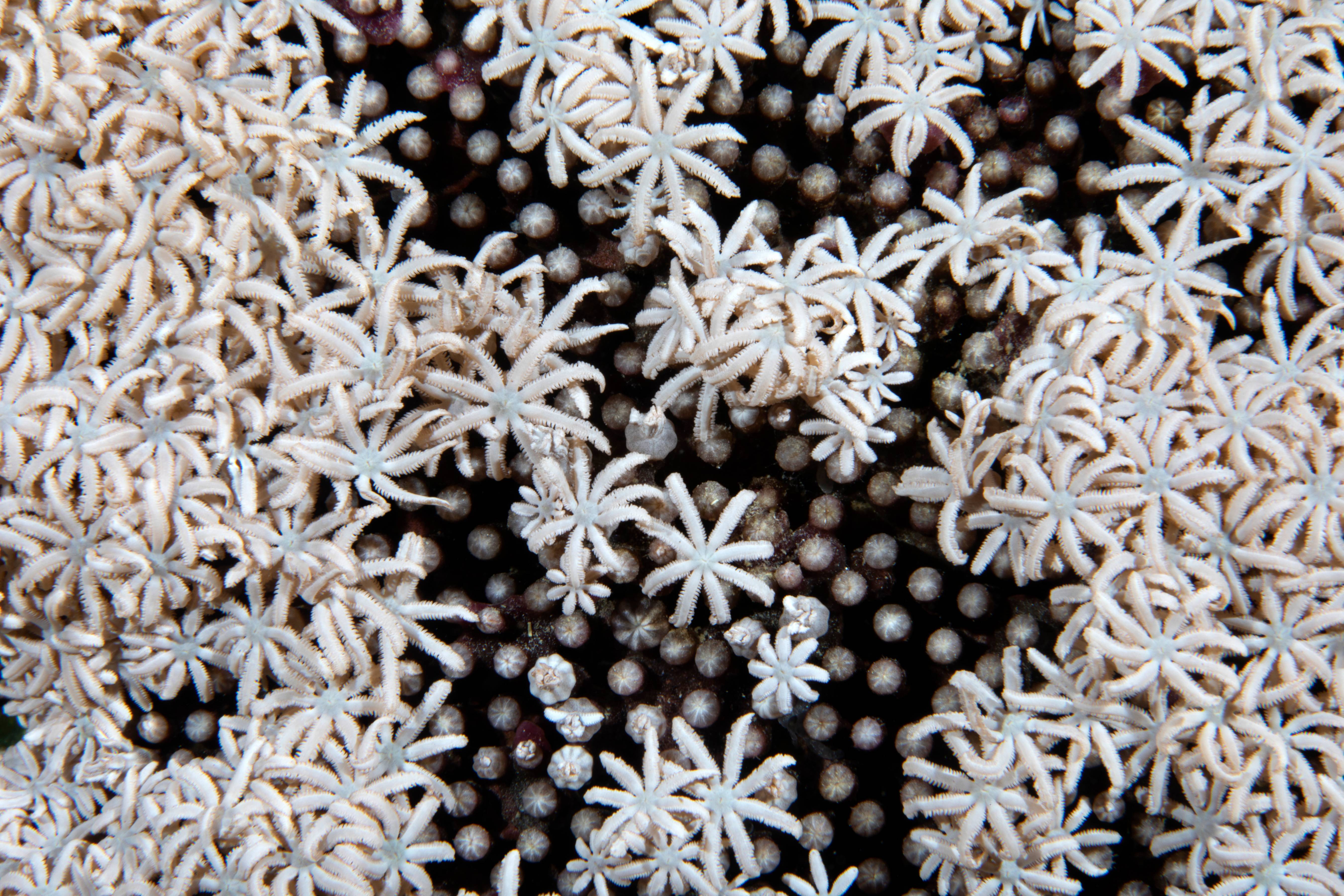 Feeding Corals, Puerta Galera, Phillipines