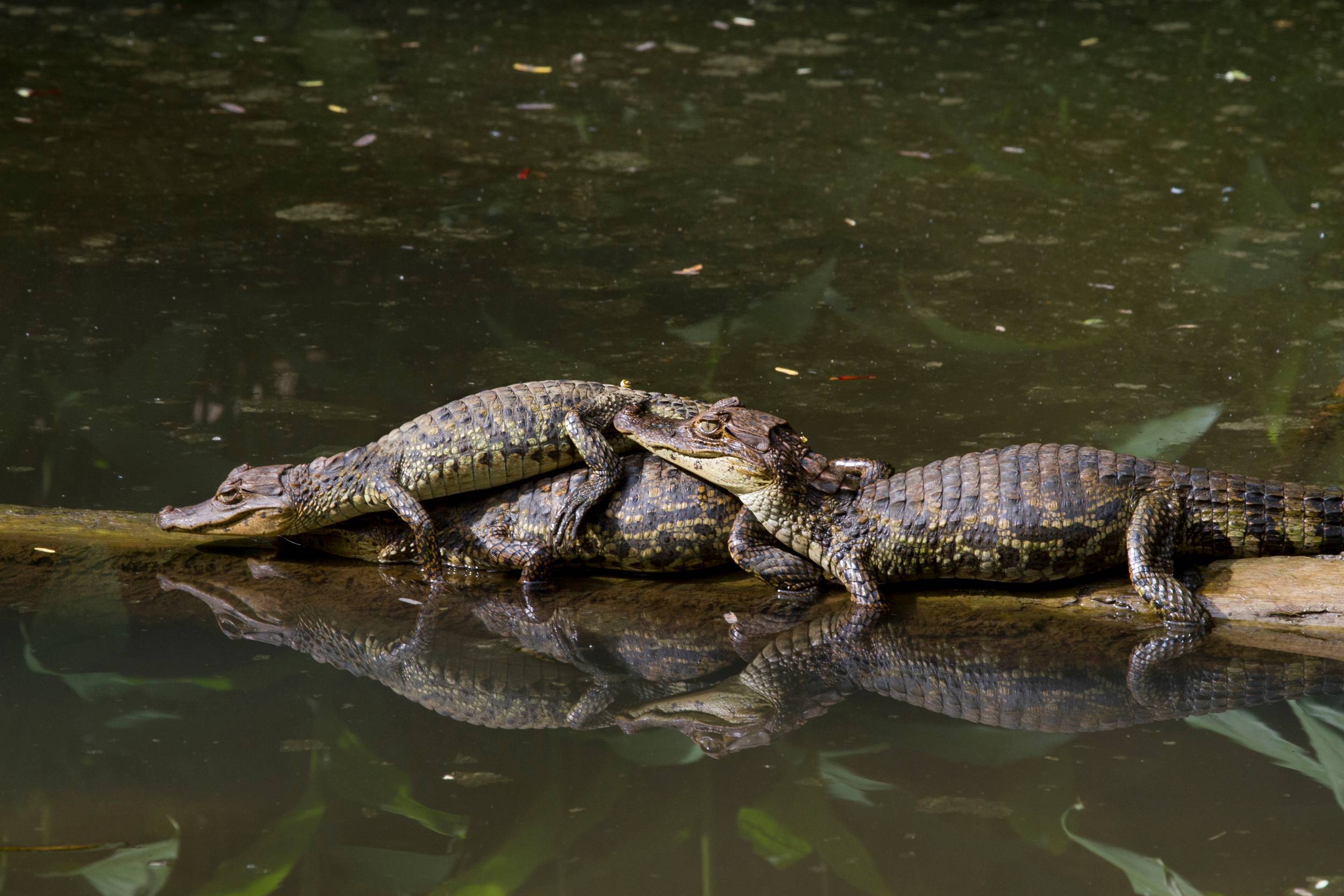 Caimans