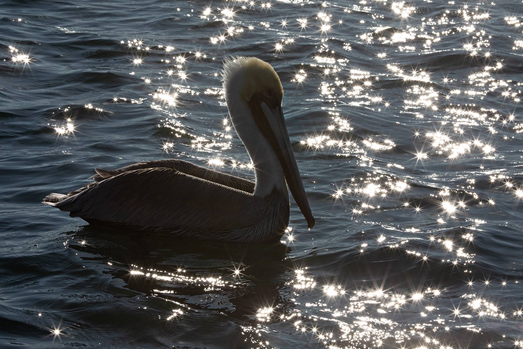 Pelican In Magic Light