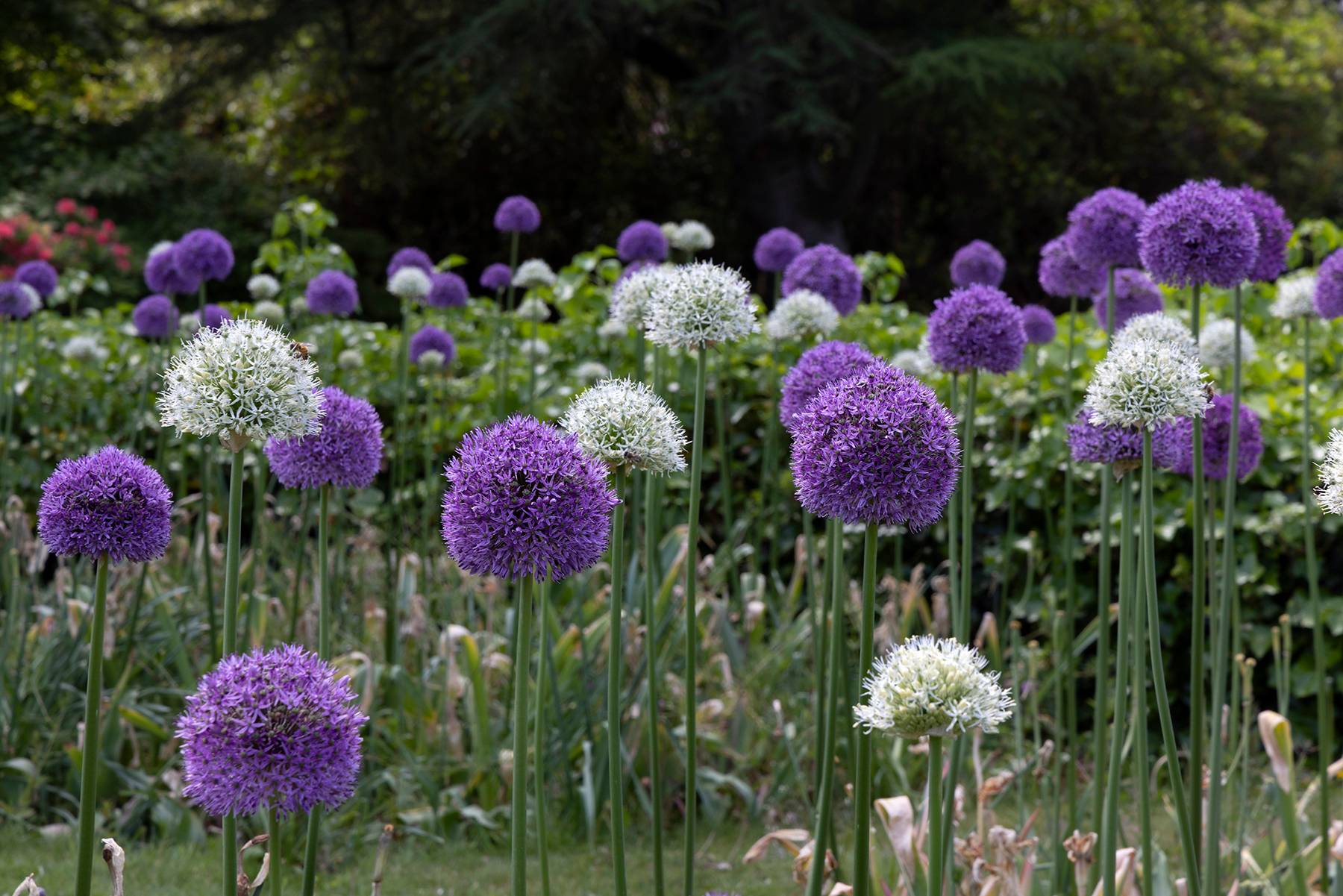 Alliums