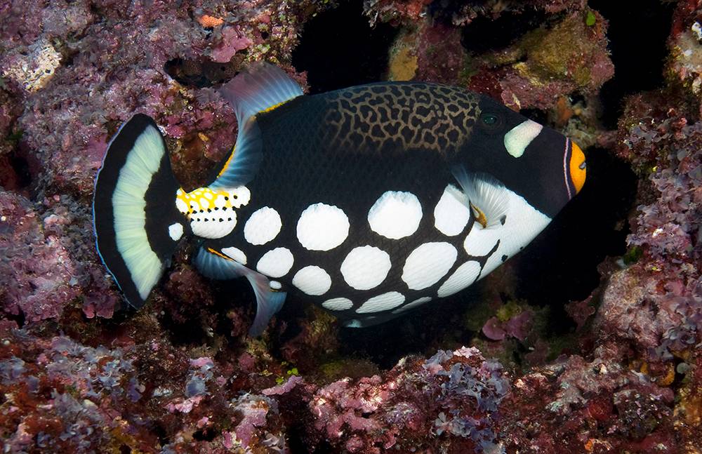 Picasso Triggerfish, Tonga