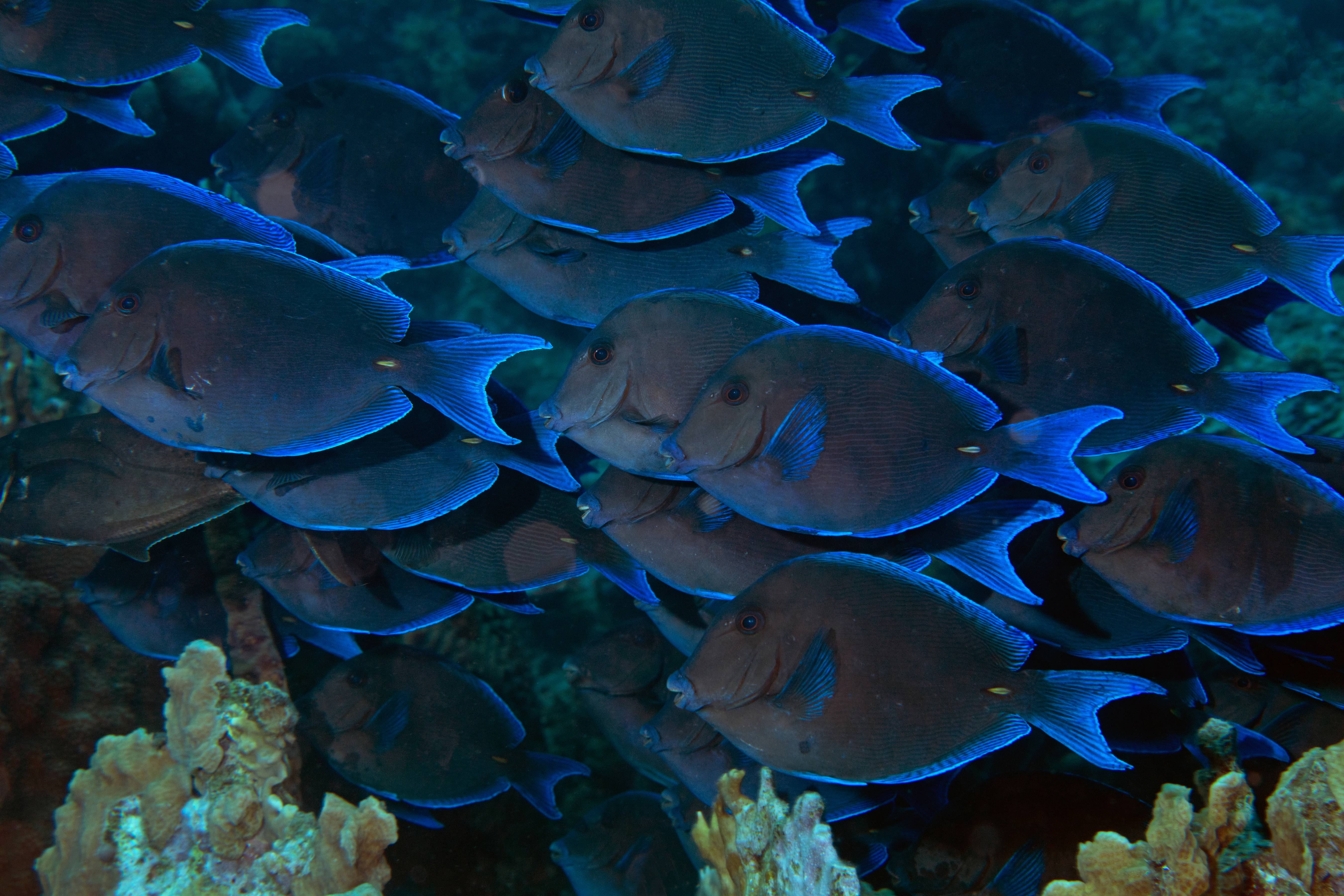 Schooling Fish, Bonaire