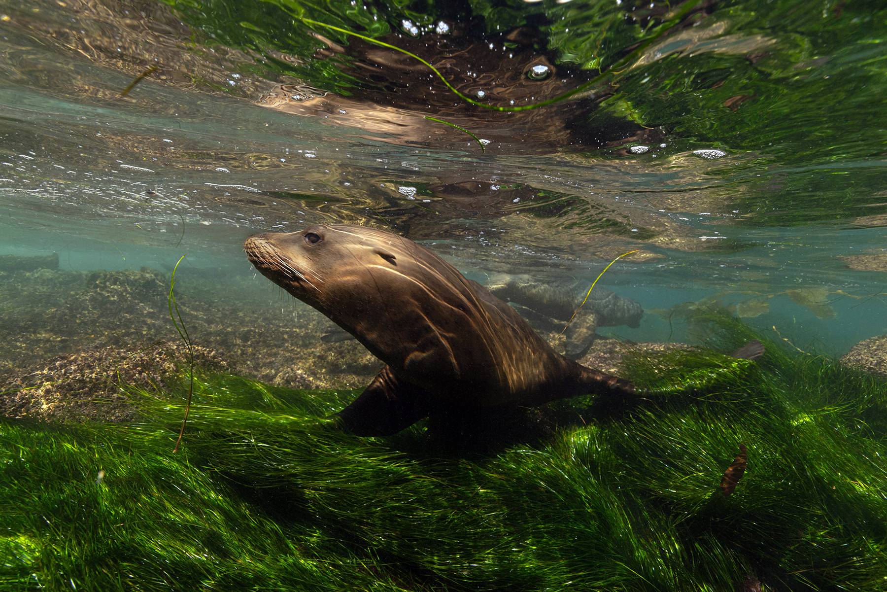 Sea Lion in Sea Grass, La Jolla, CA