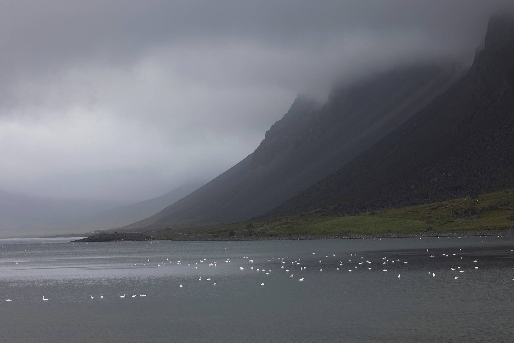 Cliffs And Swans