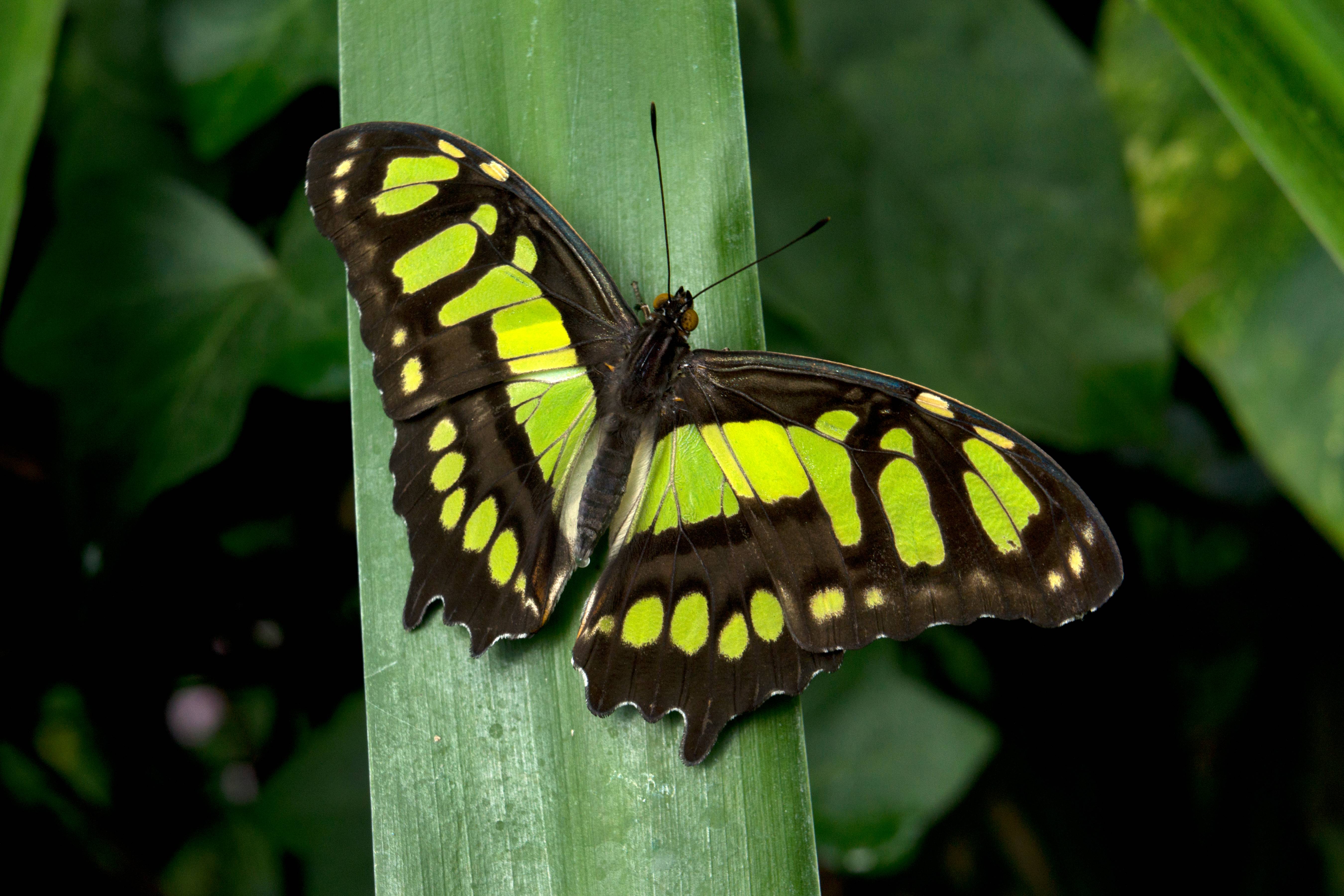 Malachite Butterfly in Jungle