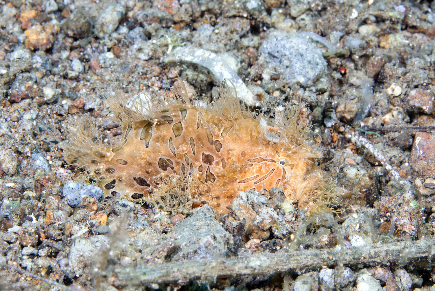 Hairy Frogfish in Reef Rubble
