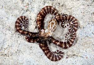 MimicOctopus_SaraShoemakerLind.jpg