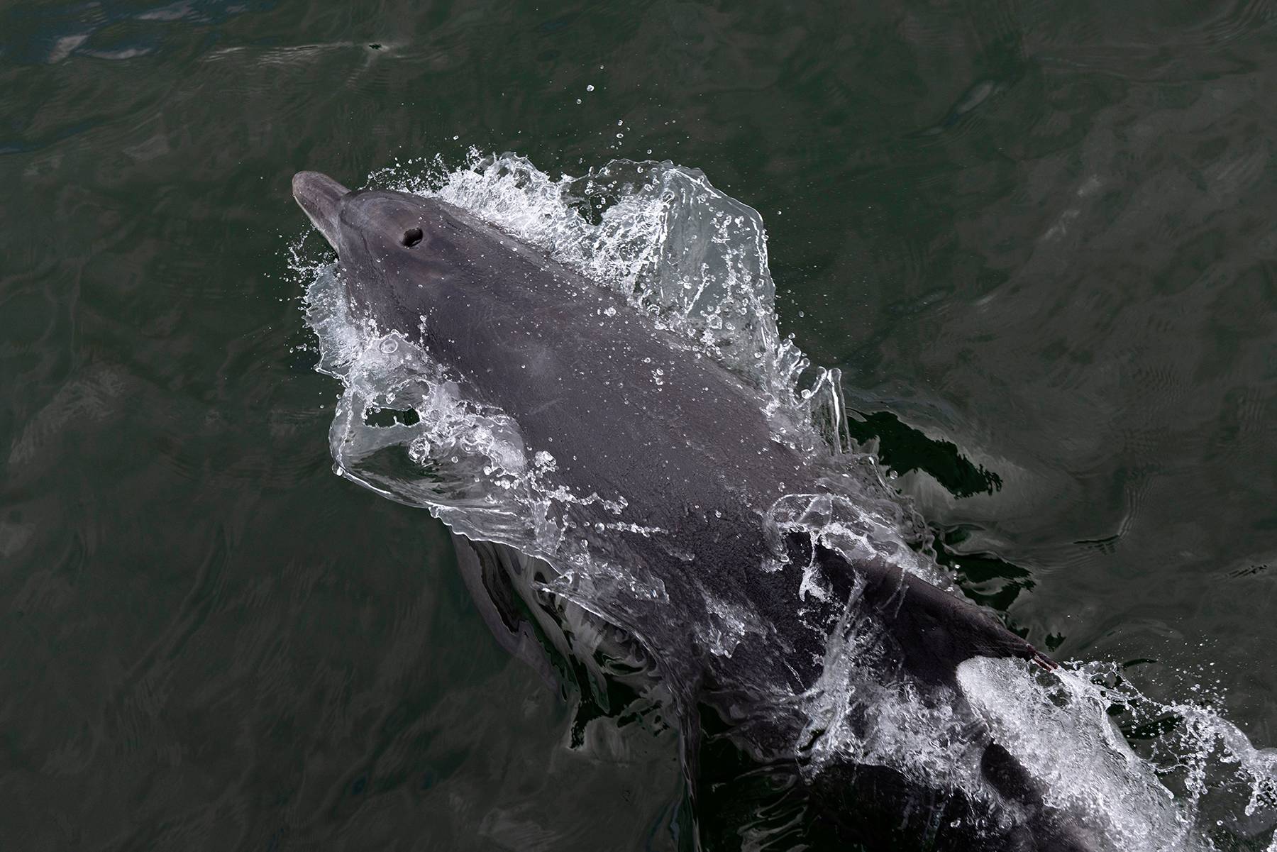 Bottlenose Dolphin., Port Stephens, Australia