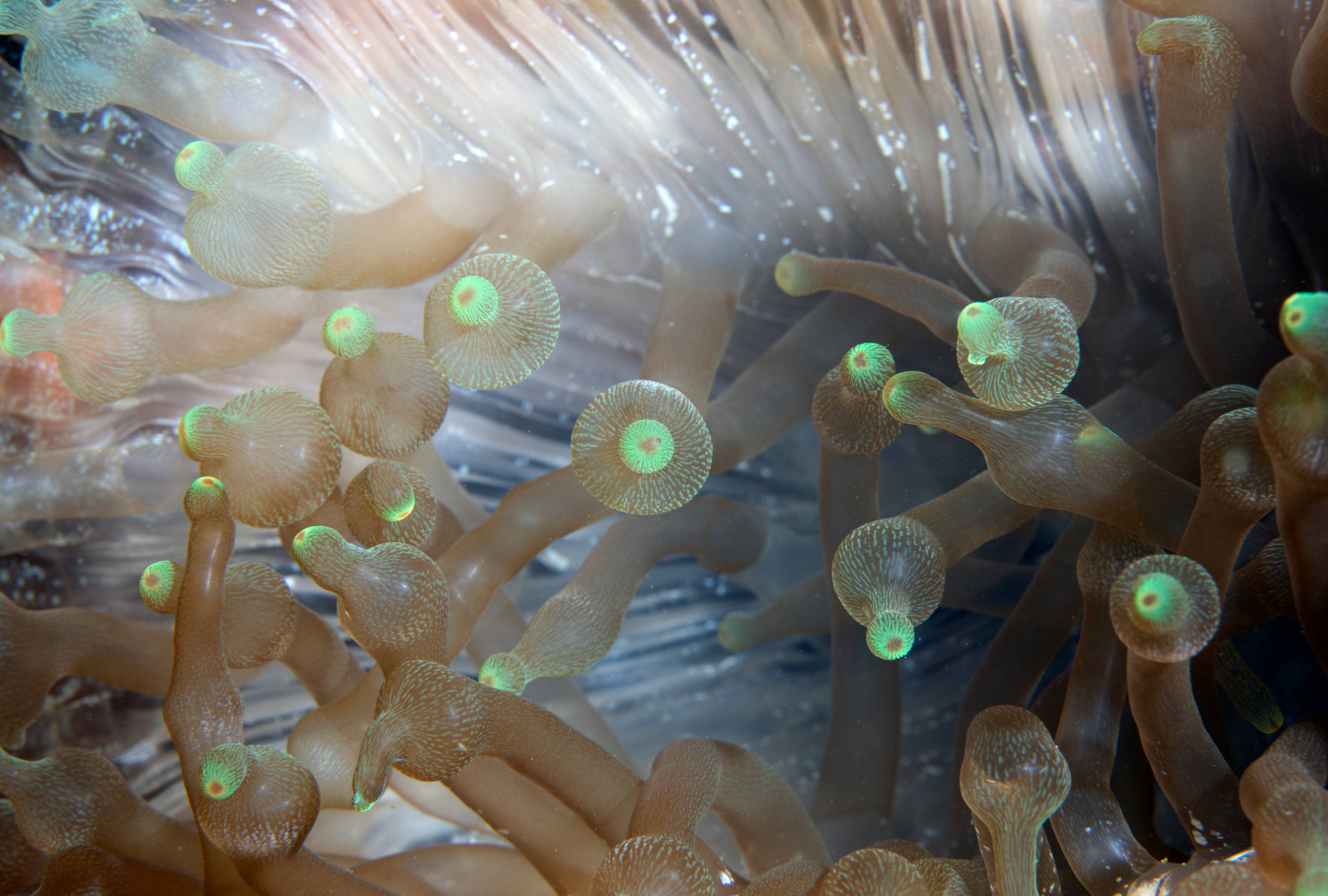 Ethereal Anemone, Puerta Galera, Phillipines