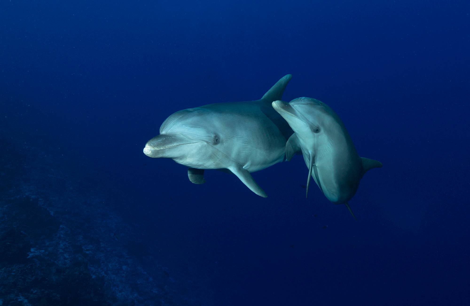 Dolphins of Rangiroa