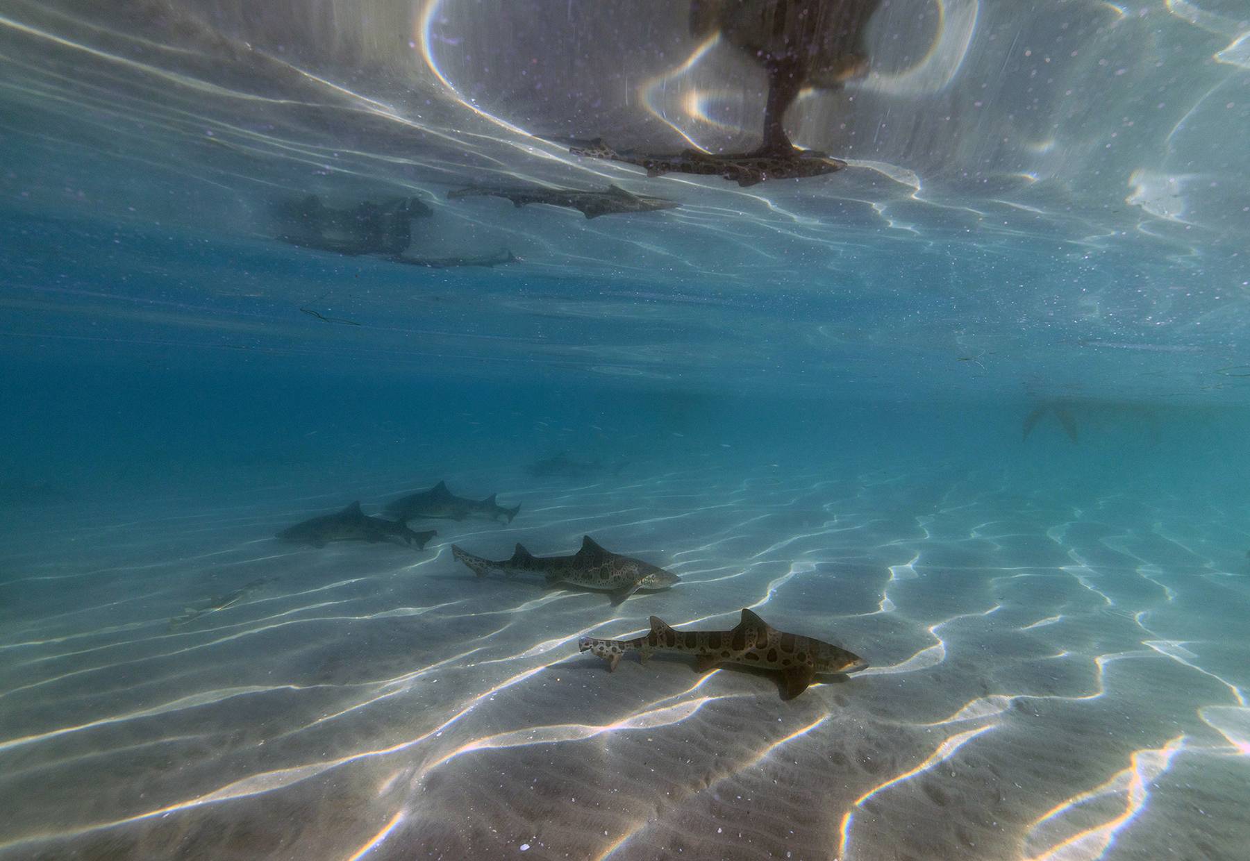 Leopard Sharks Of La Jolla