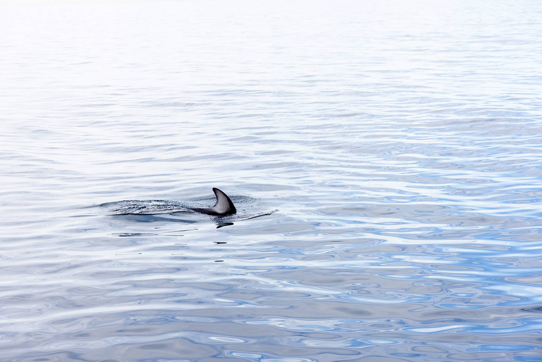 Pacific White Sided Dolphin Fin