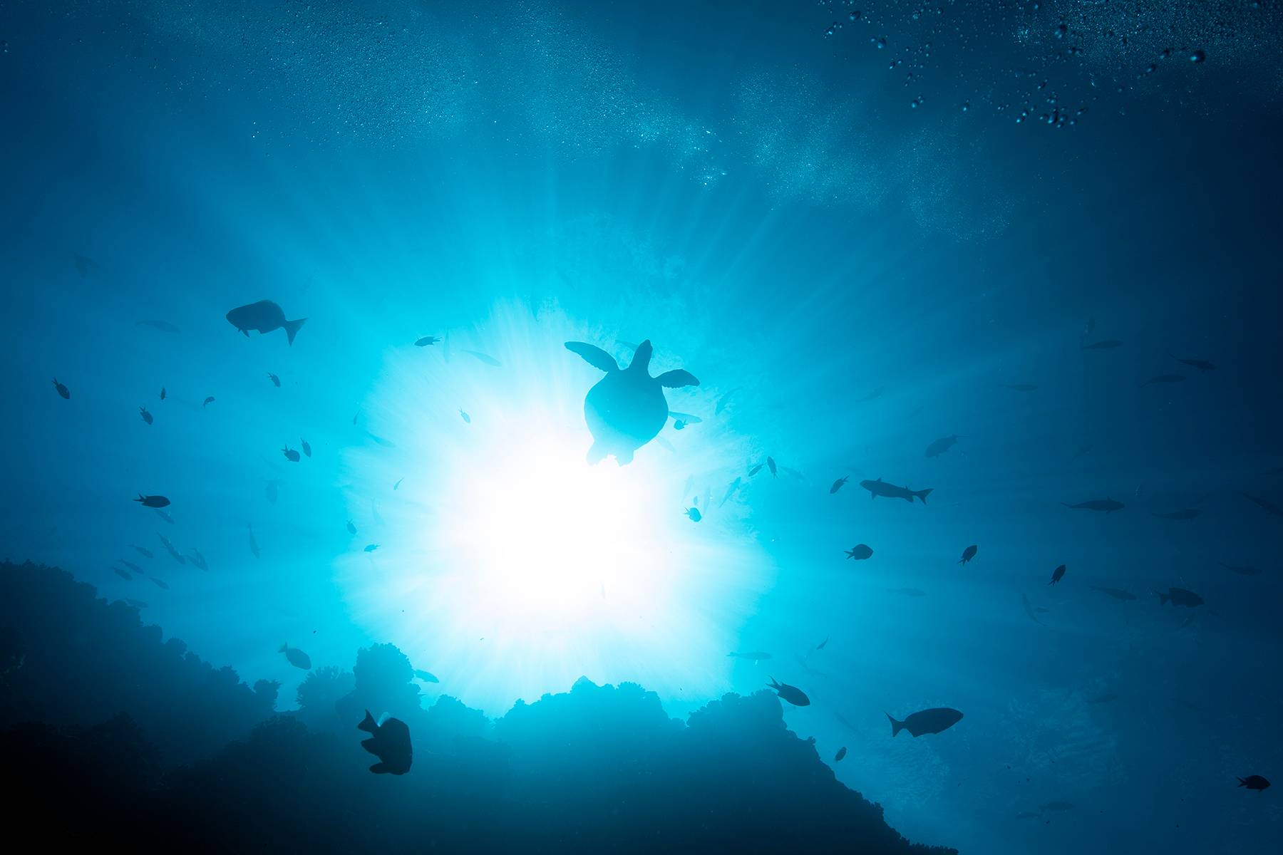 Turtle And Reef Drop Off, Tahiti