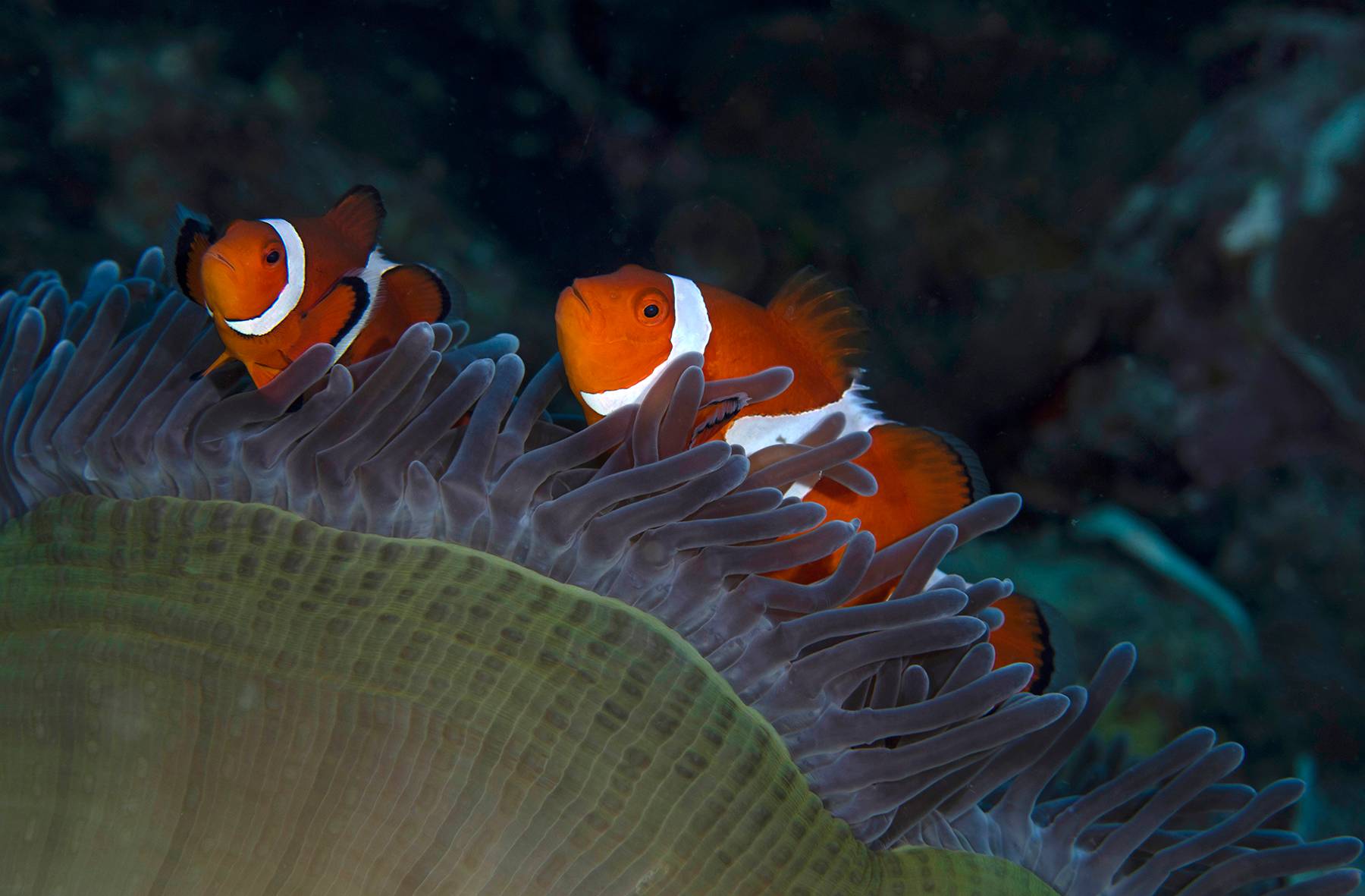 Clown Anemone Fish, Phillipines