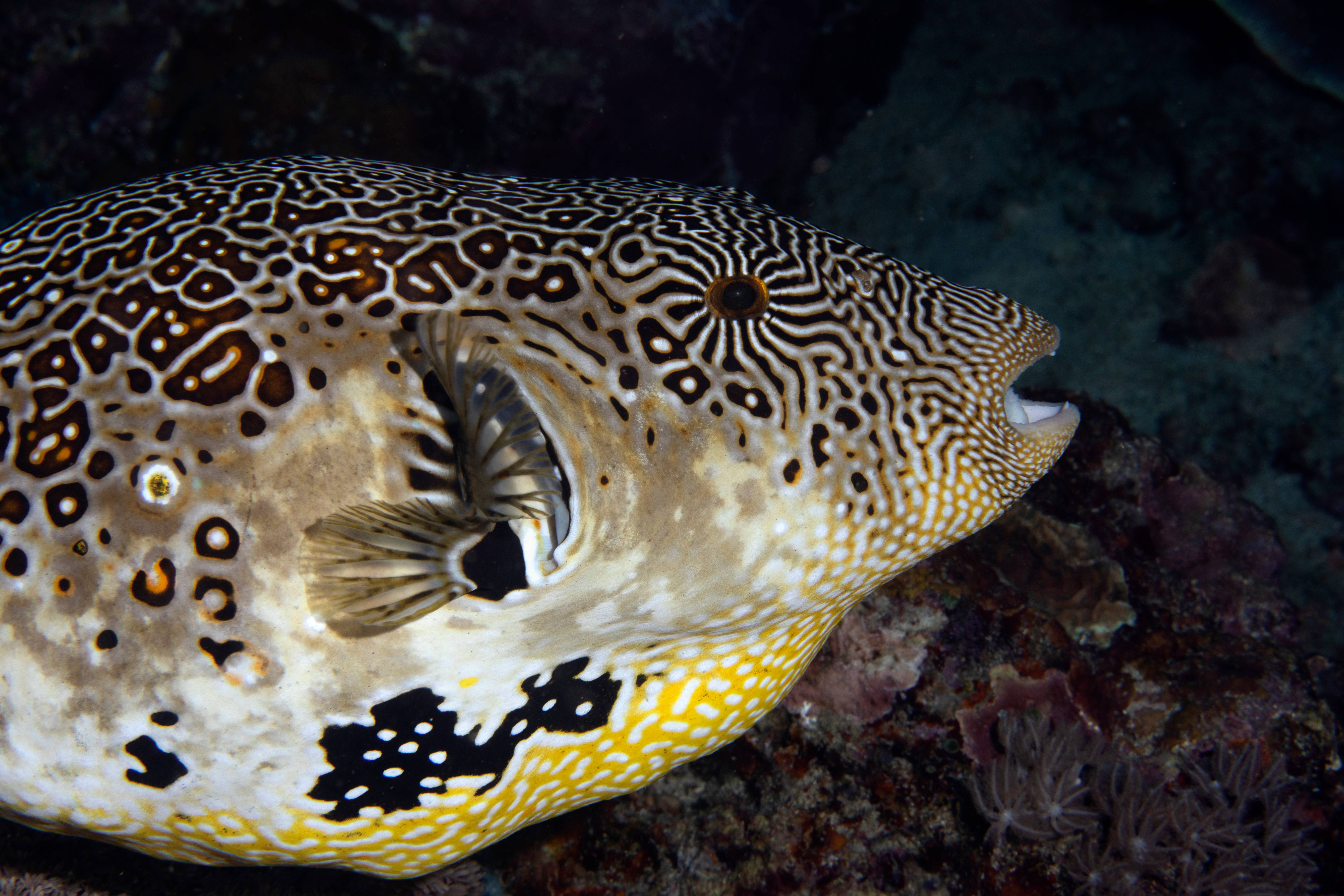 Scrawled Pufferfish, Puerta Galera, Phillipines
