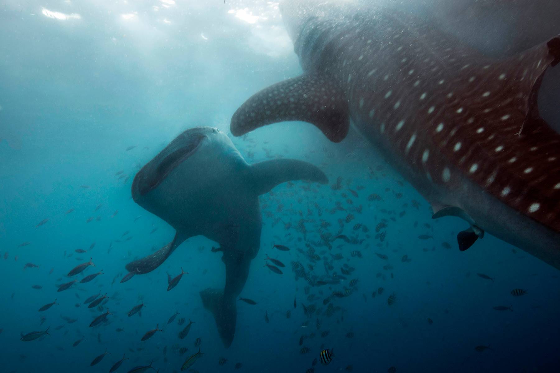Whalesharks, Phillipines