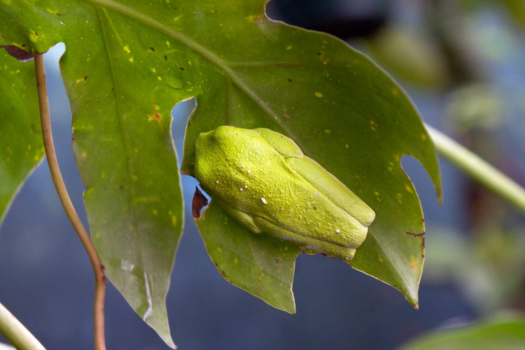 Frog as Leaf