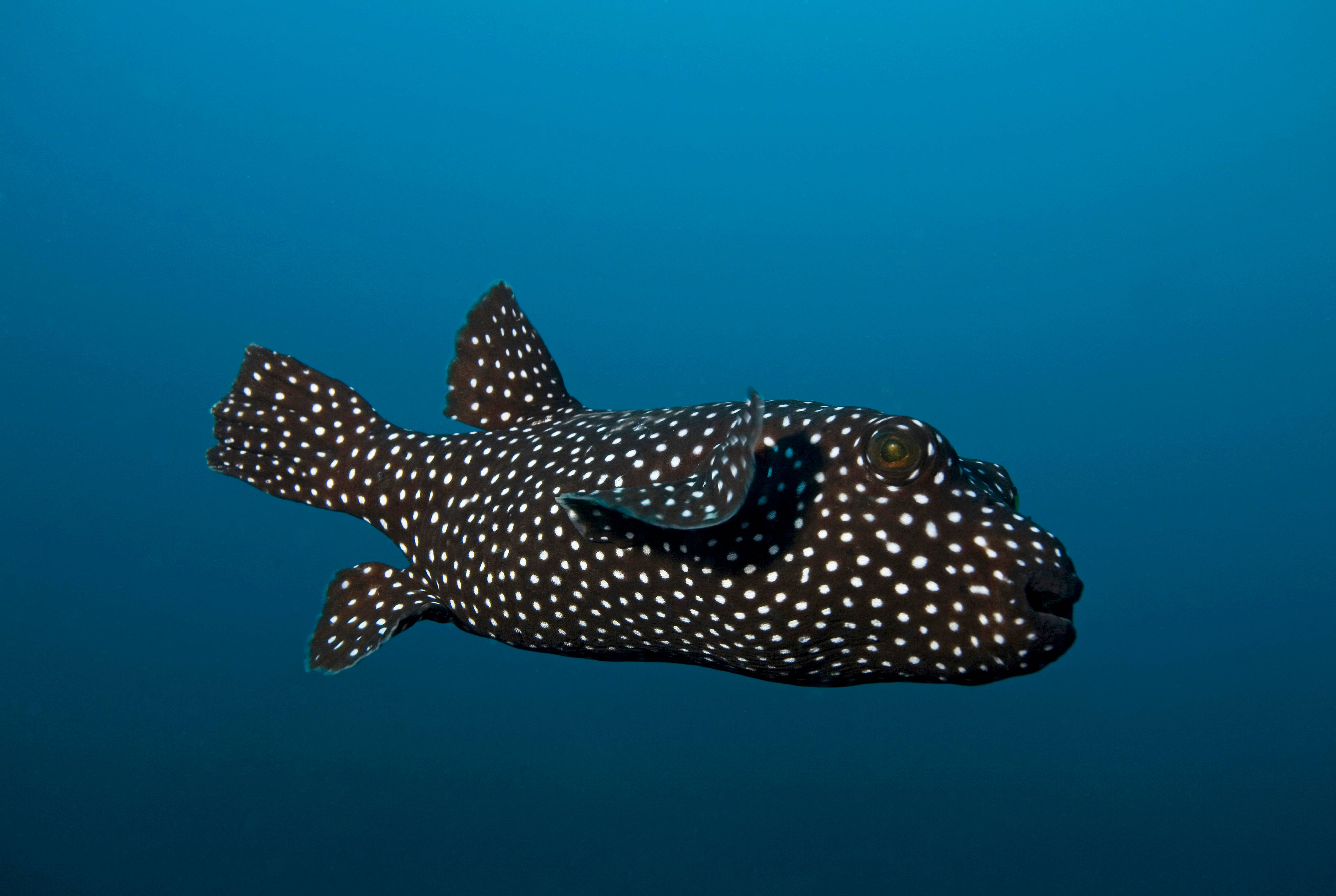 Guinea Fowl Puffer Fish, Isla  Revillagigedos, Mexico