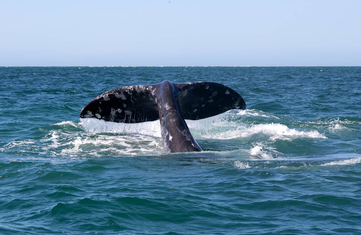 Gray Whale Fluke, San Ignacio Lagoon, Baja California, Mexico
