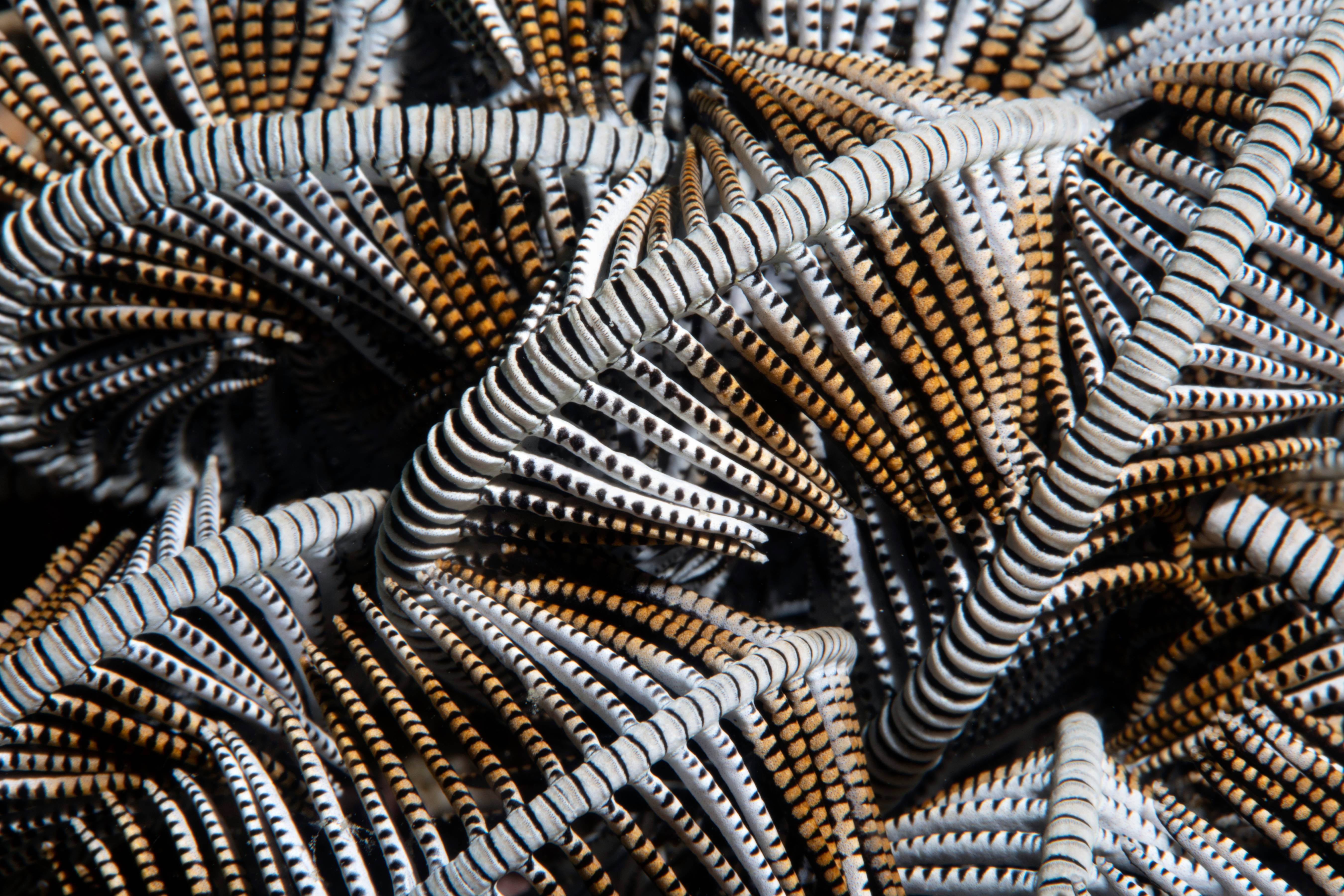 Crinoid Arm Patterns, Phillipines