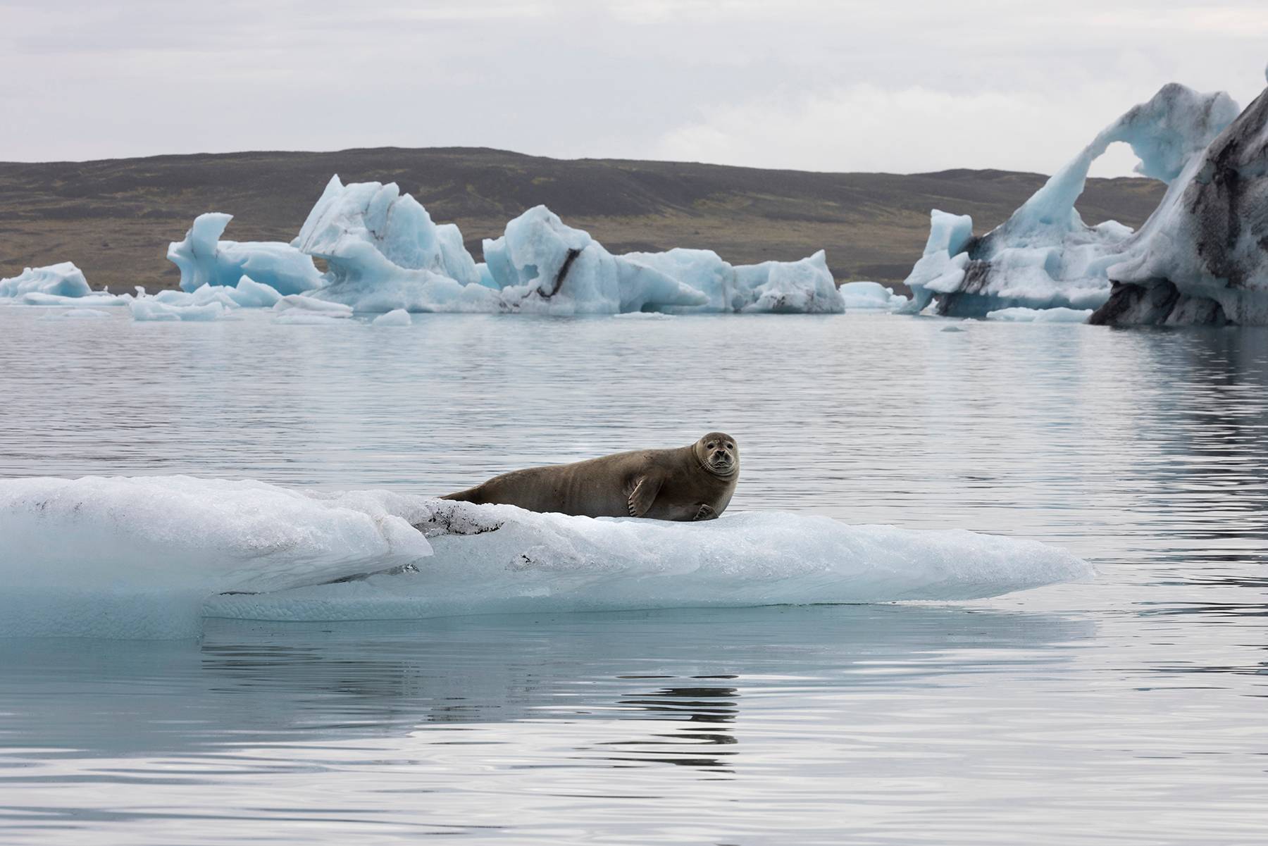 Seal, Jökulsárlón Glacier Lagoon