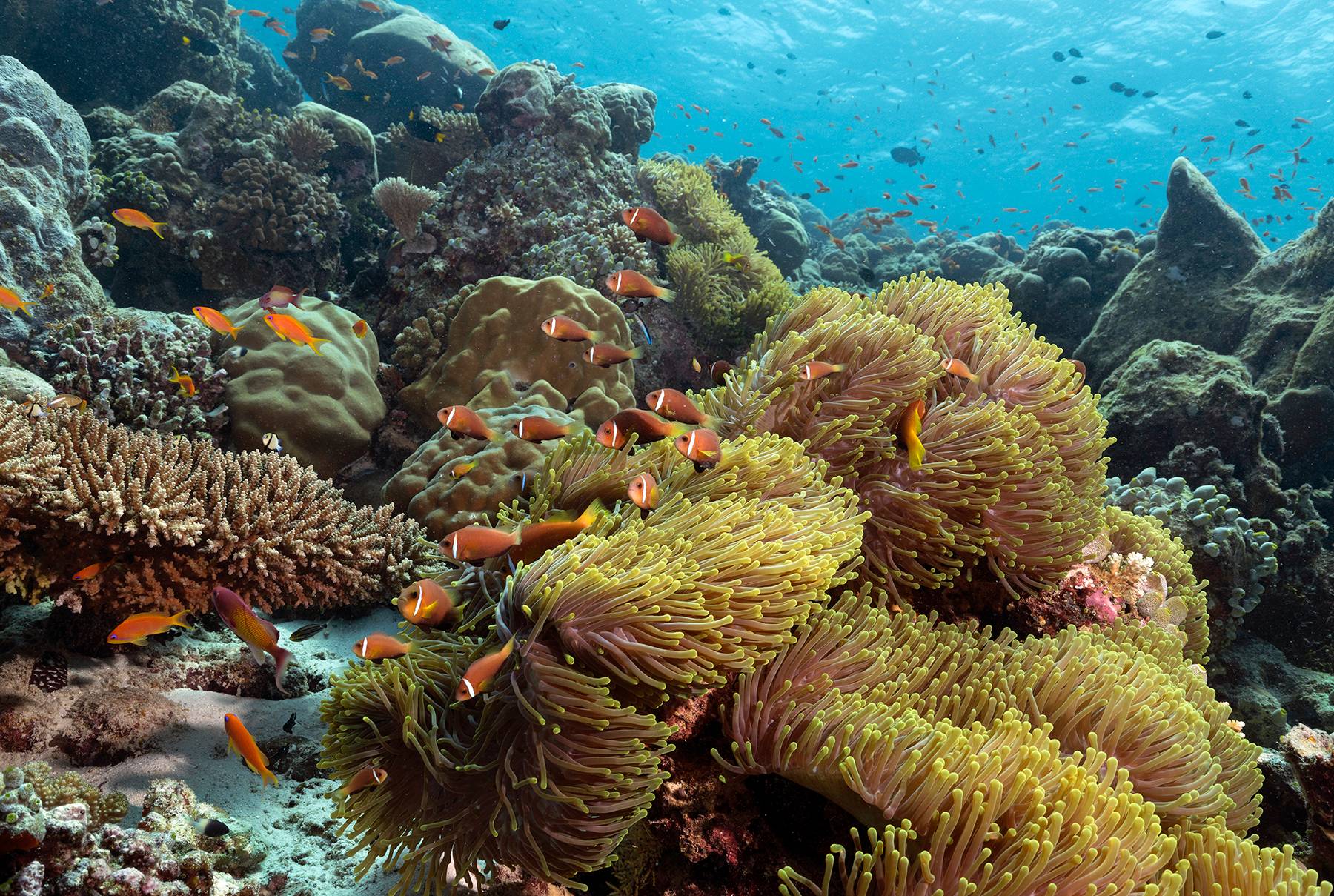 Endemic Anemonefish, Maldives