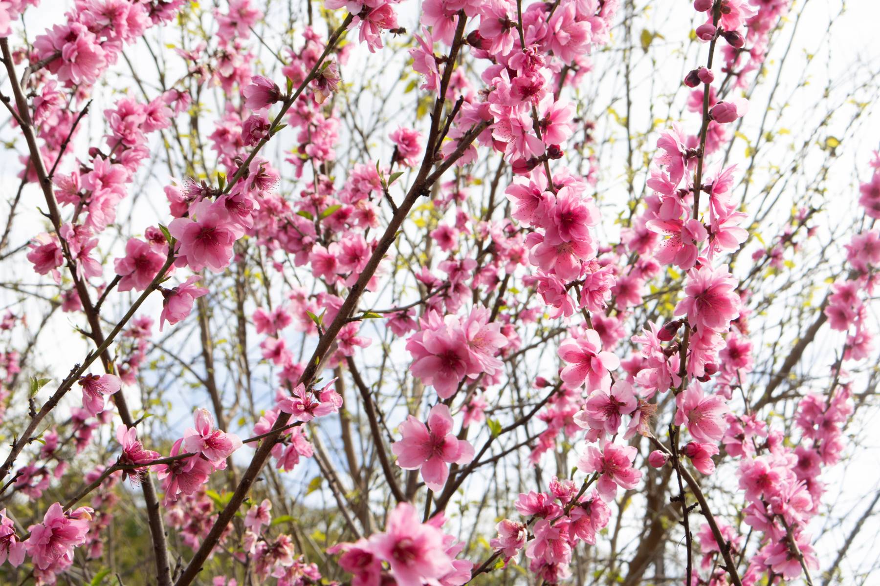 Blooming Fruit Tree, Pasadena